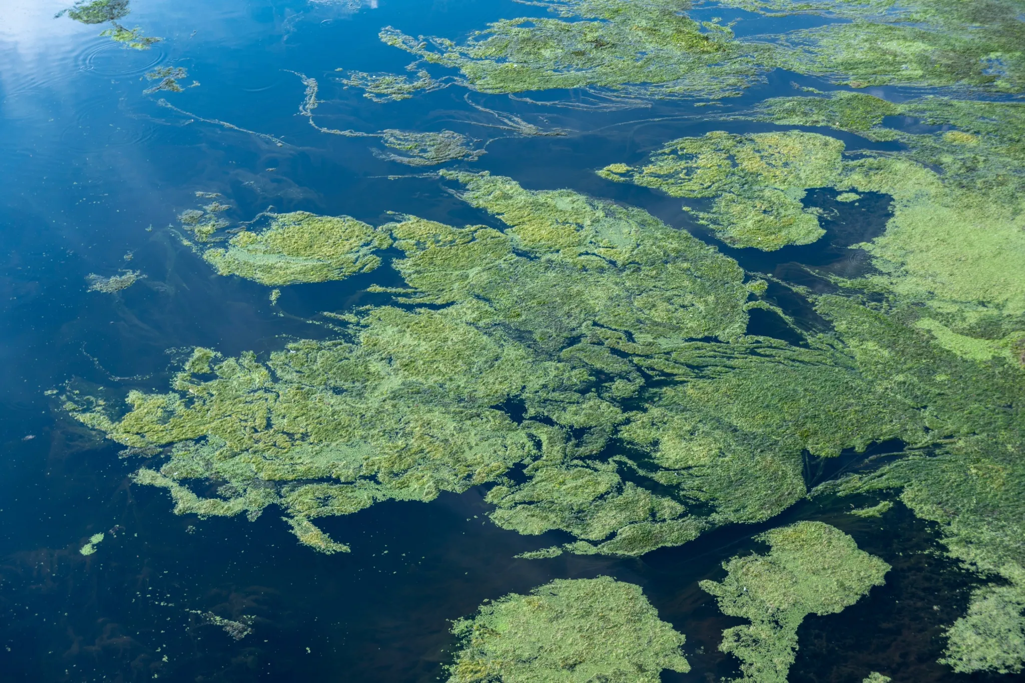 Alberta Health Services issues blue-green algae advisories for eight lakes near Edmonton