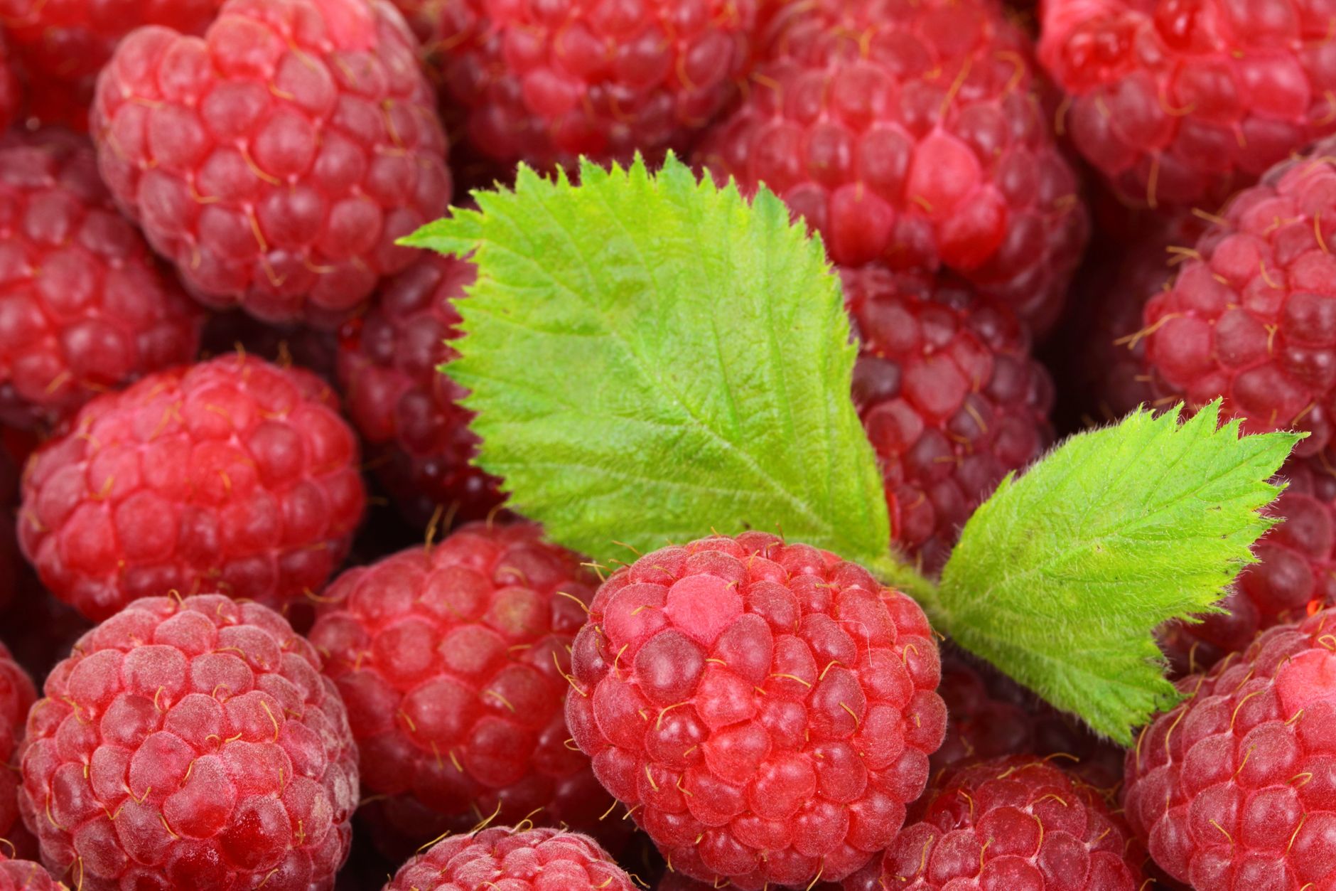 Class 1 raspberry recall issued in Quebec over norovirus contamination risk