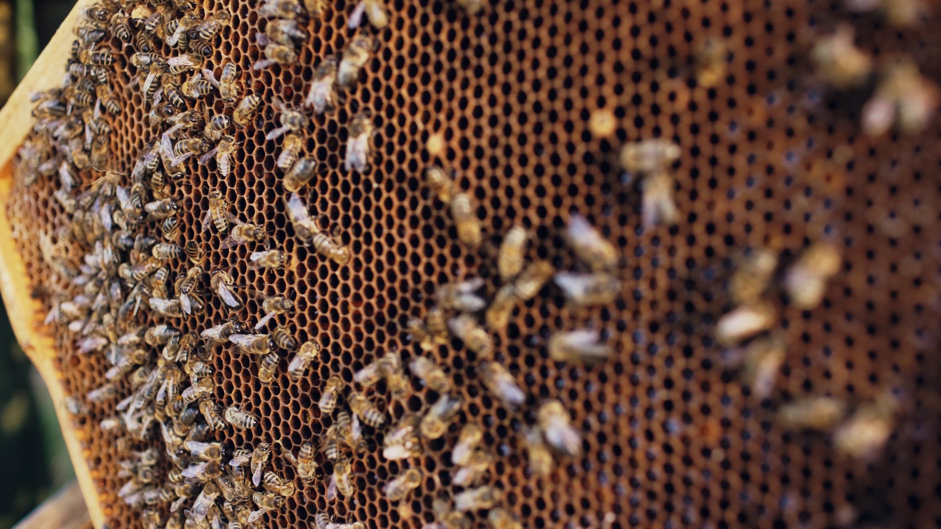 Honeybees Now Living on Queen's Park Roof