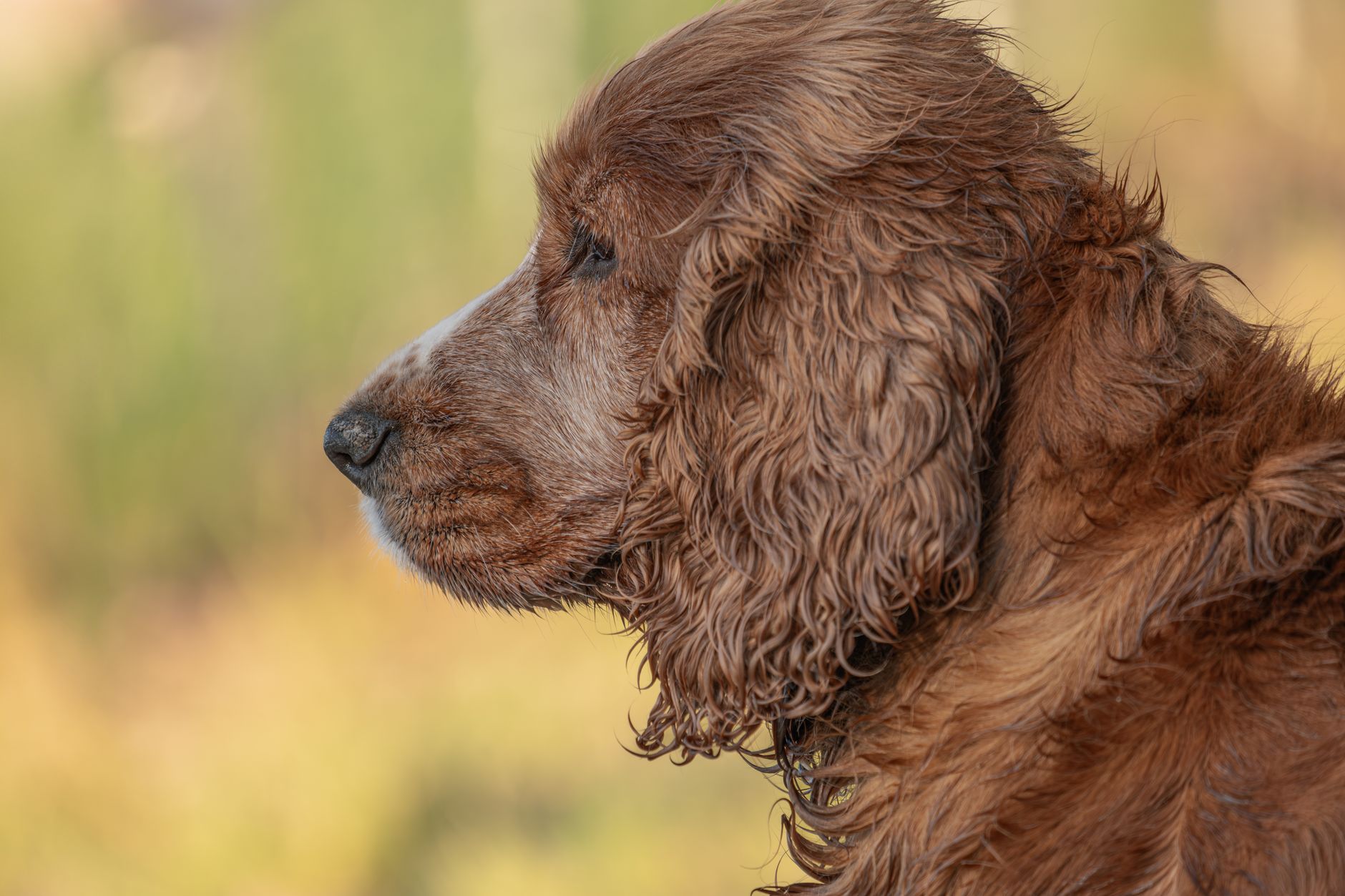 Only known woolly dog pelt returns to B.C. after 160 years at Smithsonian