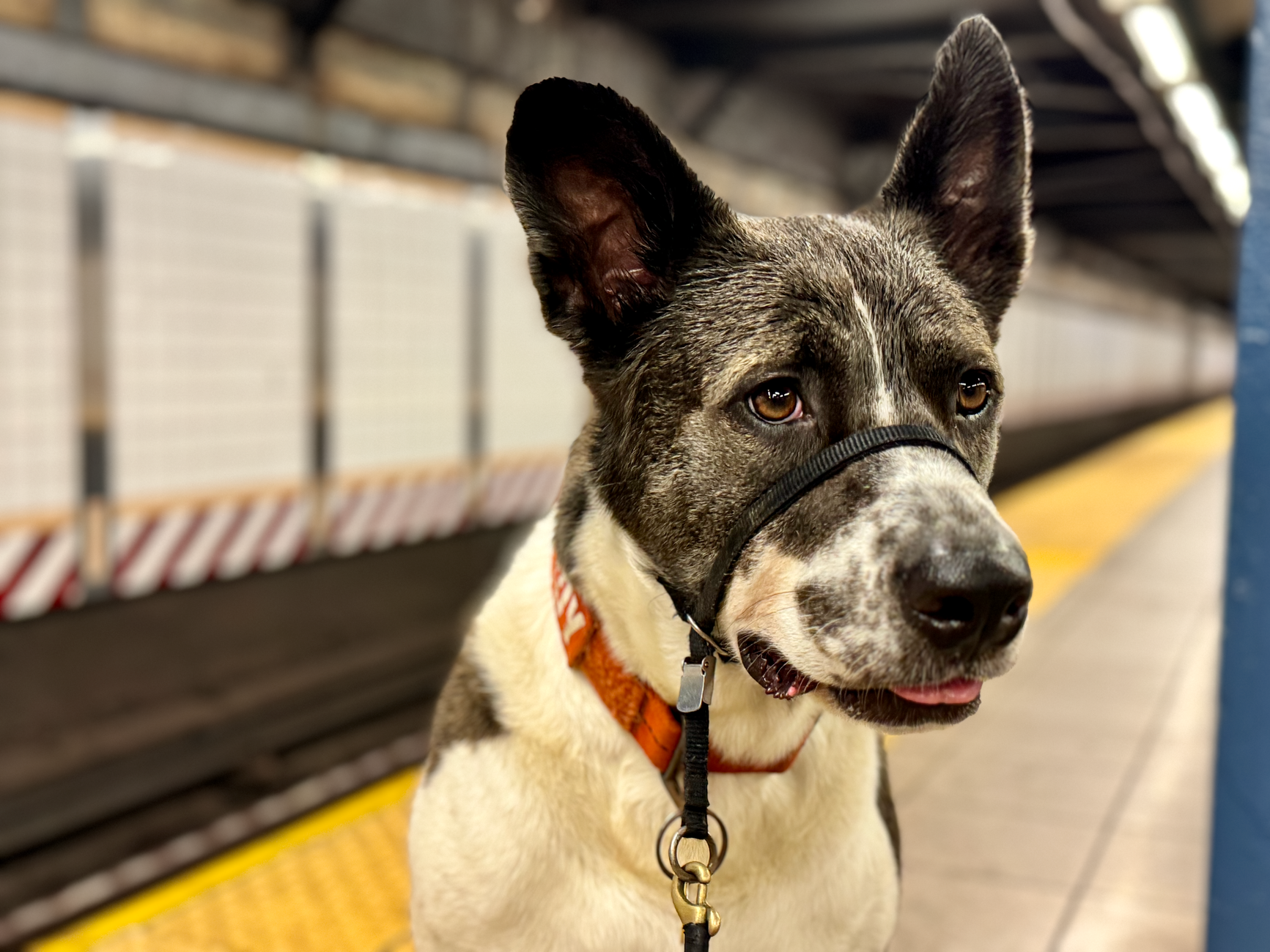 Subway launches SubDog—yes, a hot dog is a sandwich