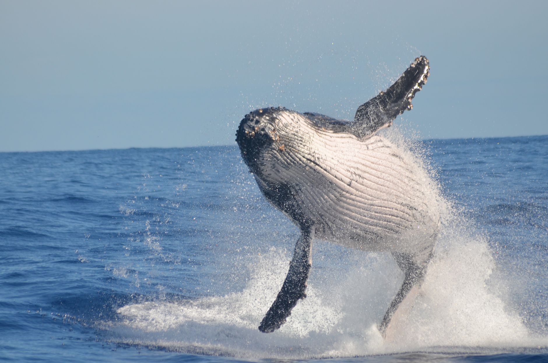 More whales visiting Vancouver waters, researchers say. Here's why.