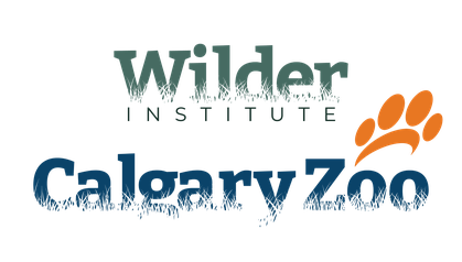 Calgary Zoo opens Asian Highlands with snow leopards, red pandas, takins