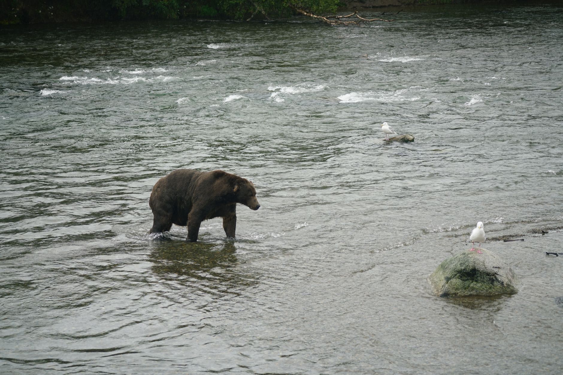 Bear shot by RCMP in Maple Ridge did attack three-year-old girl, conservation officers confirm