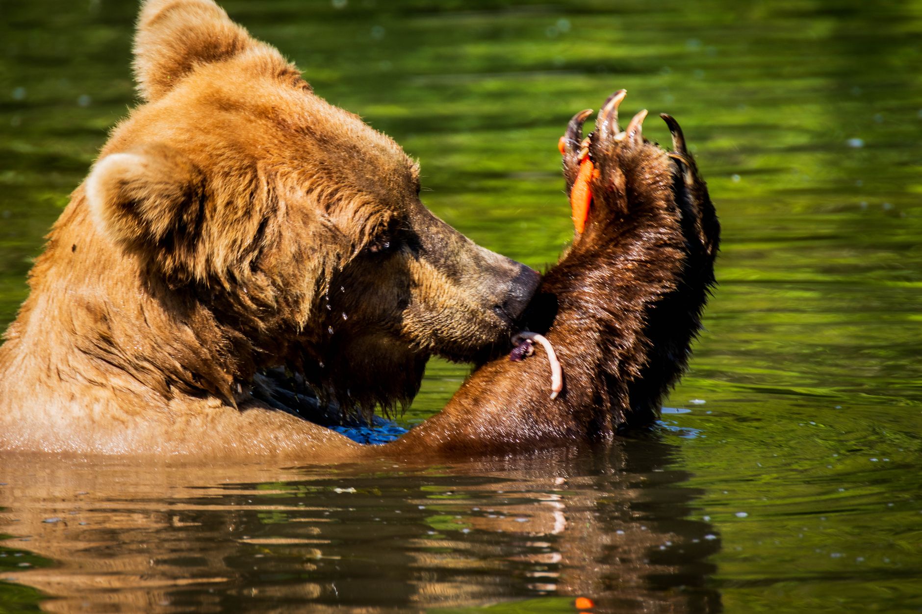 No grizzly hunting season planned in Alberta, minister says