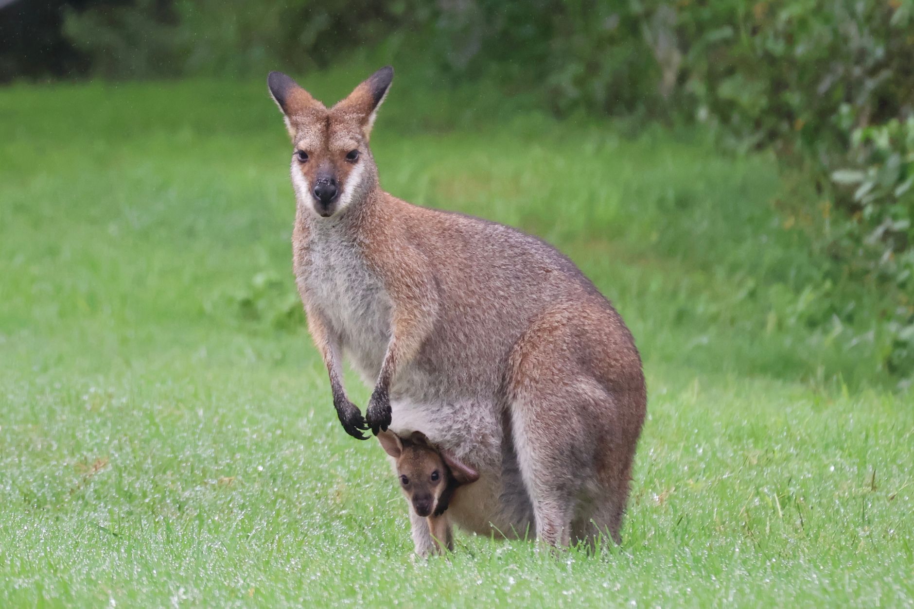 Marsupial on the loose on Montreal's South Shore
