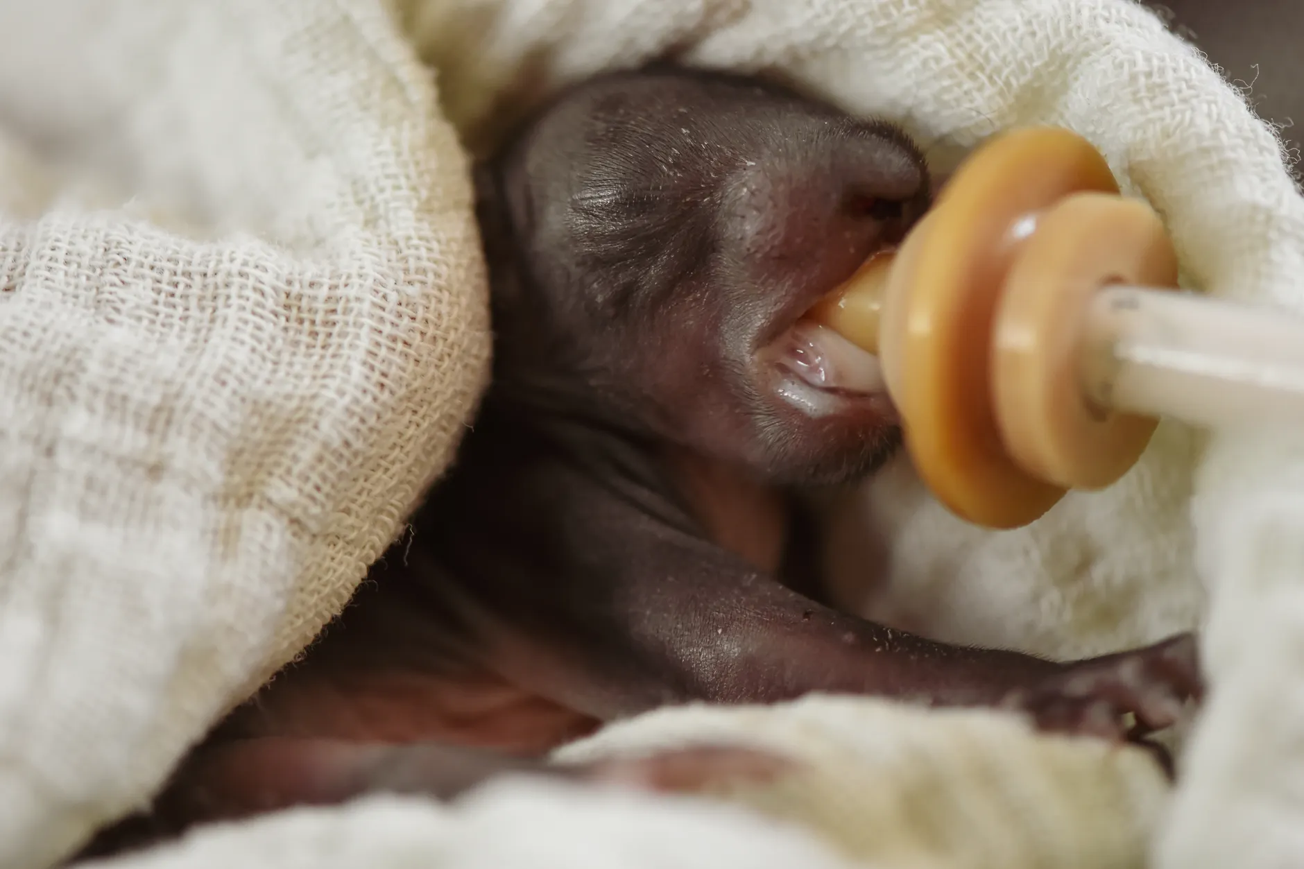 WILDNorth warns against rescuing baby animals this season
