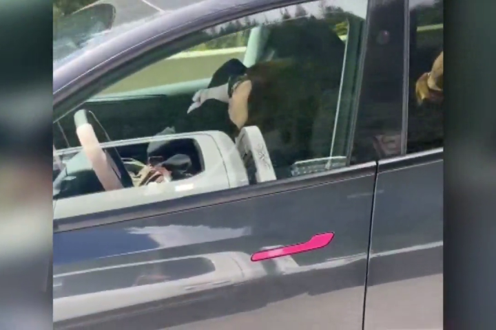 Driver filmed asleep at wheel of self-driving Tesla on B.C. highway
