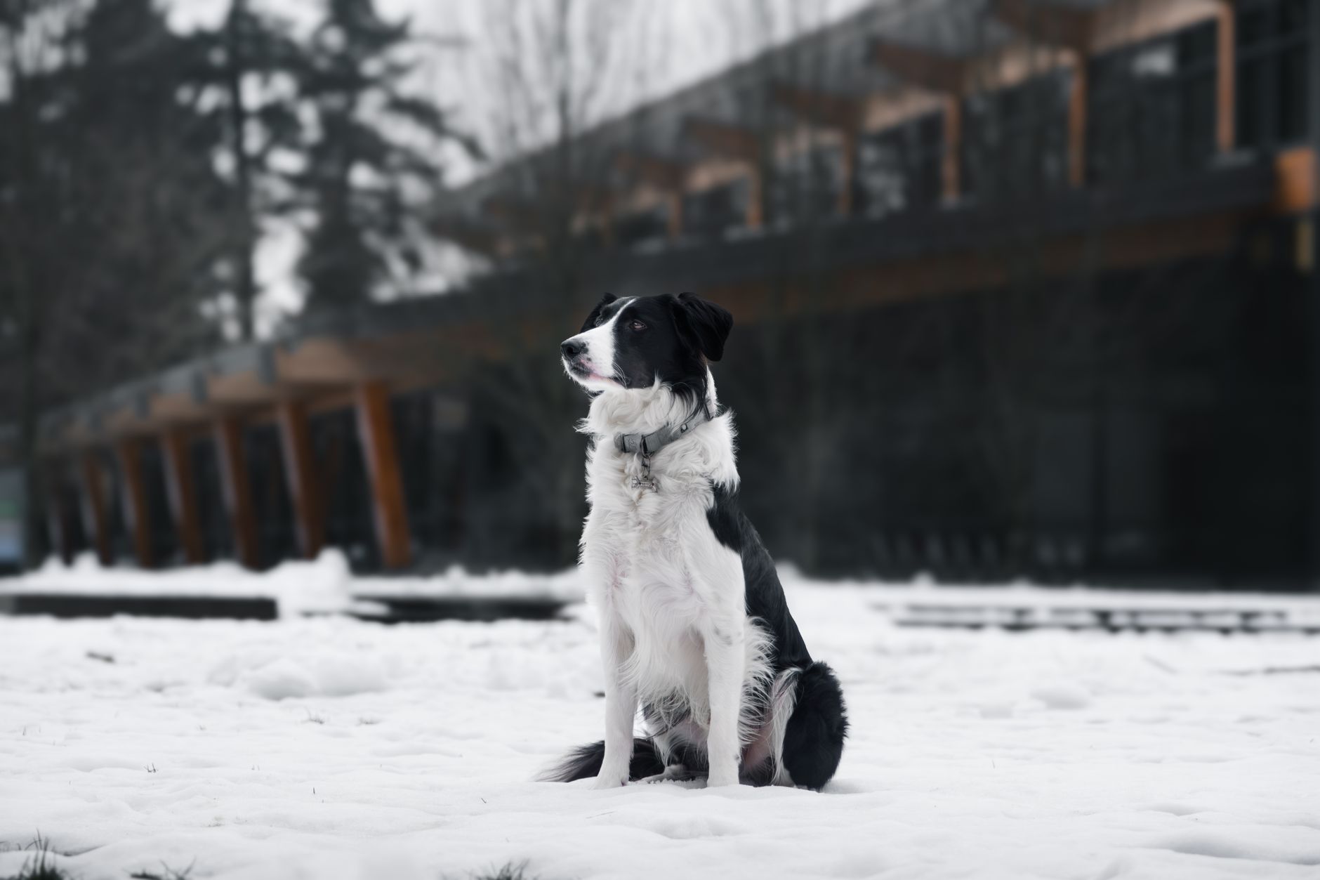 North Vancouver's first BYOD dog festival draws roughly 800 people to DoubleTree hotel