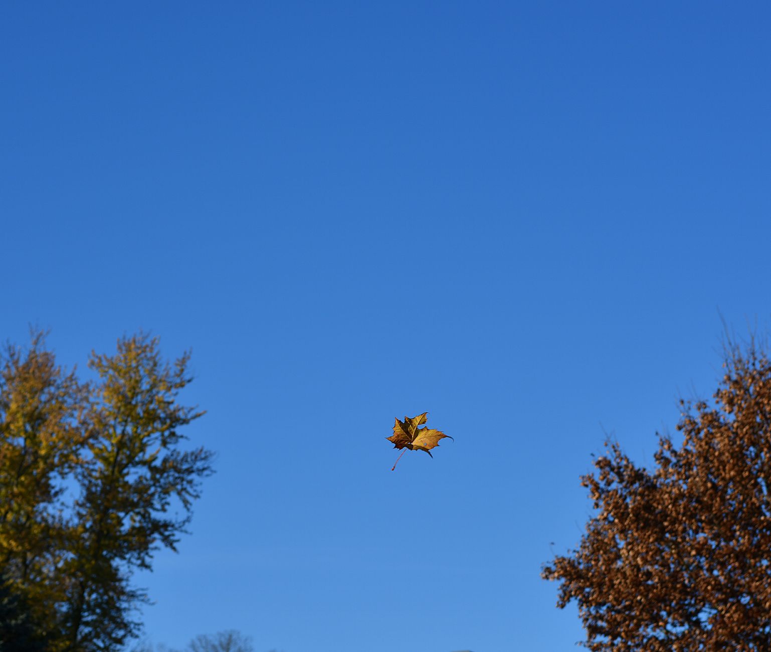 Alberta fall weather expected to be warmer and wetter than average this year