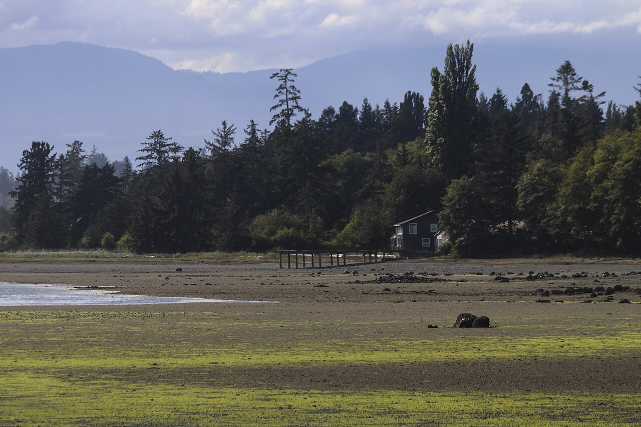 Injured Canada goose rescued after rock attack at Powell River Canada Day