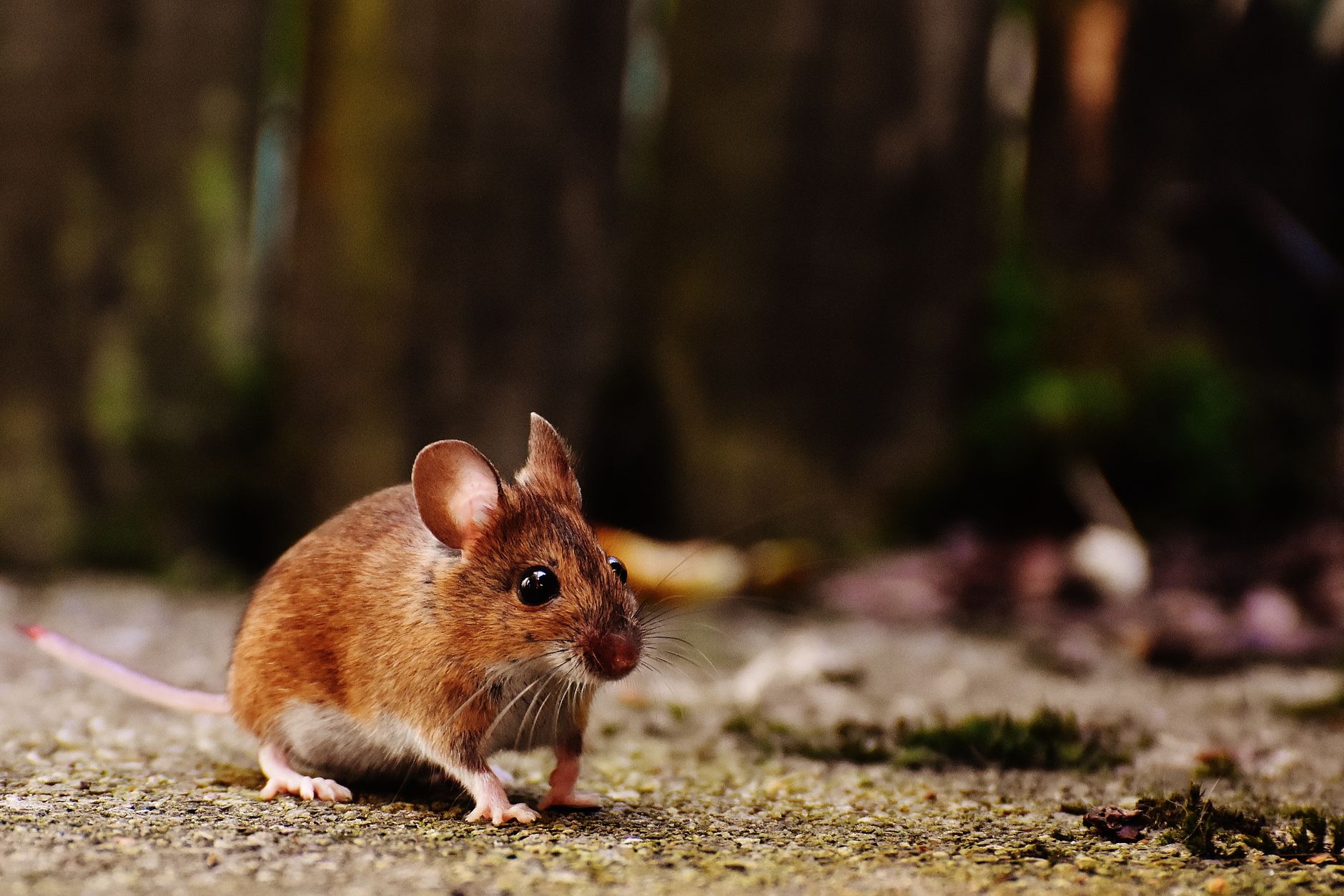 Ottawa researchers reverse autism symptoms in mice by fixing blood vessel defects