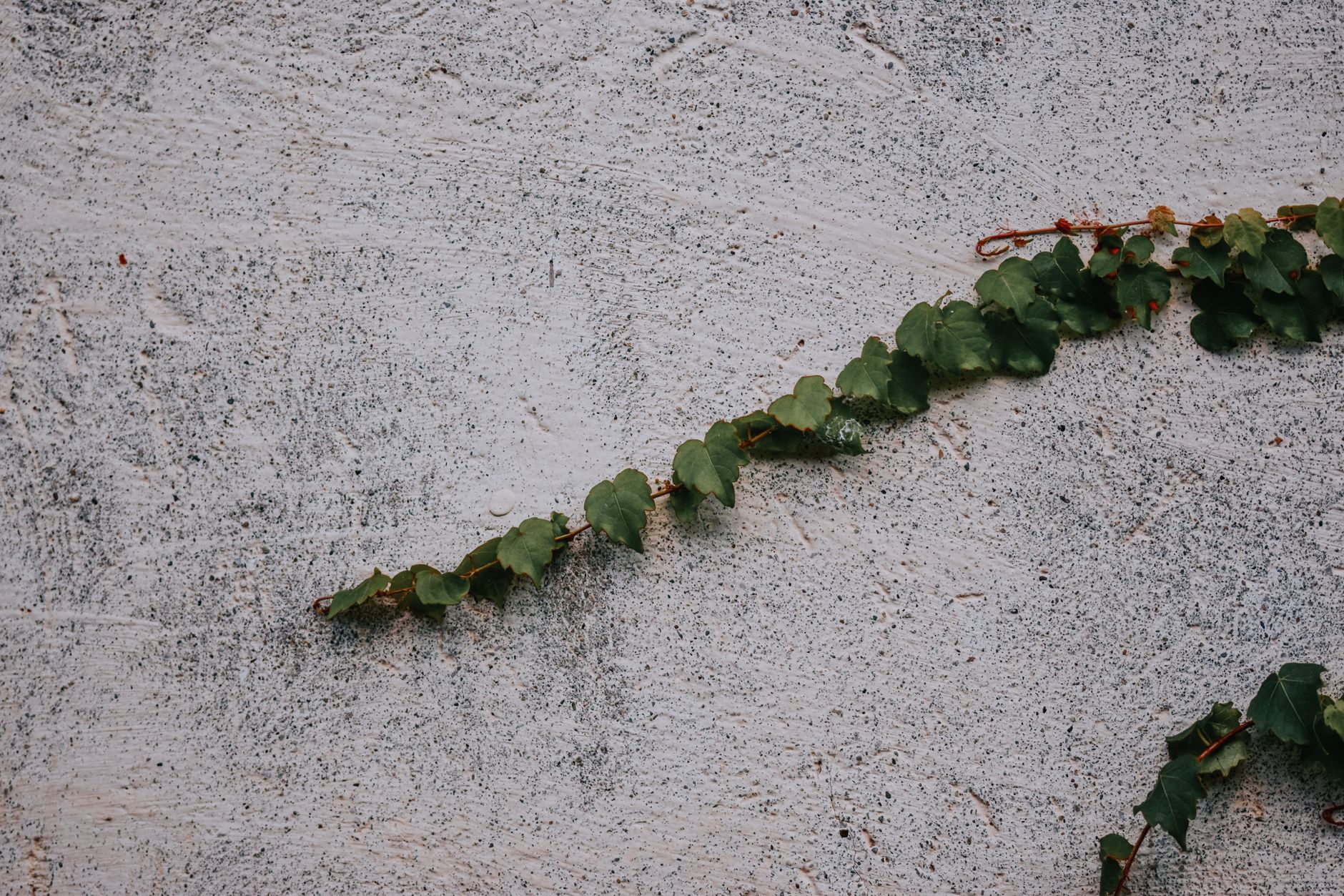 Invasive dog-strangling vine spreading across Ontario, choking out native plants