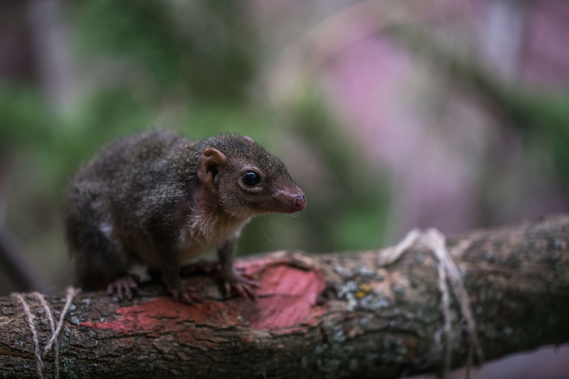 Tiny species vanishing from restored forests and wetlands, U of A researcher finds