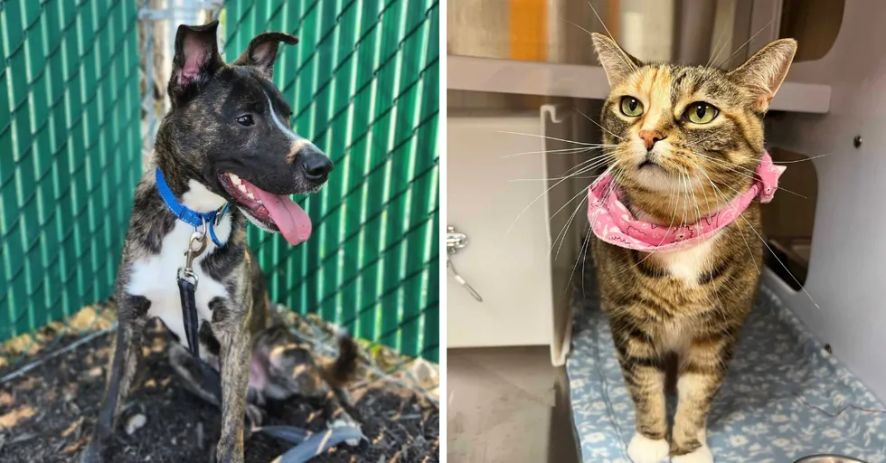 Proanima waiving adoption fees through July 19 as summer abandonment season peaks