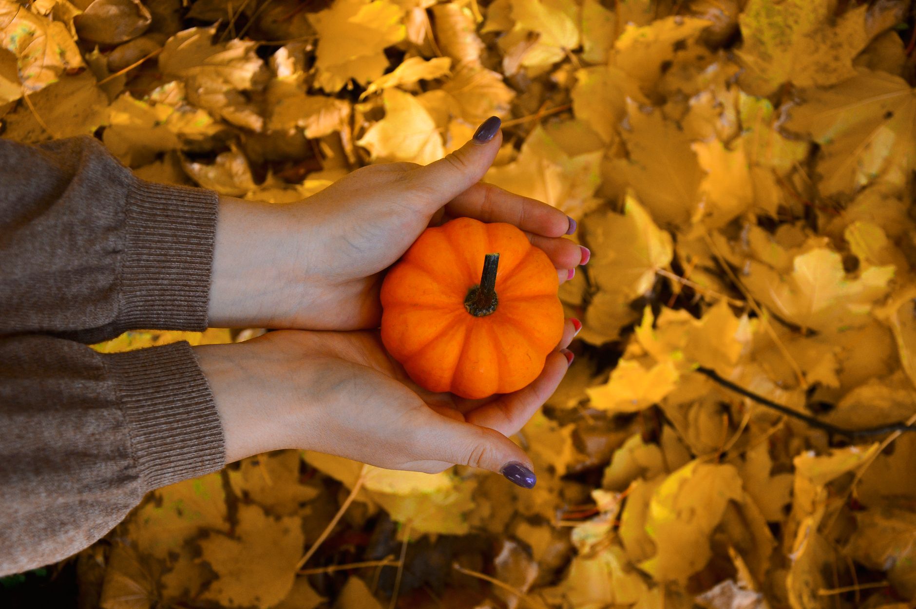 Things to do in Montréal this week: October 25–31