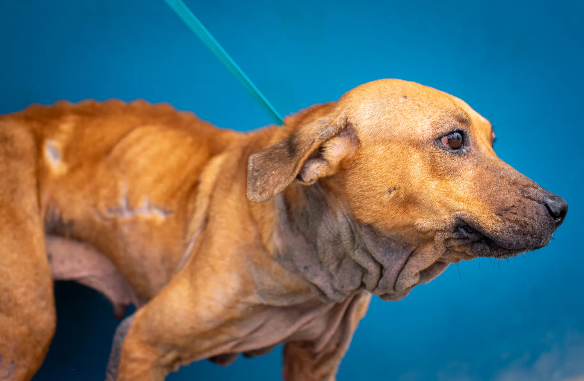 Twelve dogs rescued from South Korean dog meat farm now in rehabilitation near Montreal