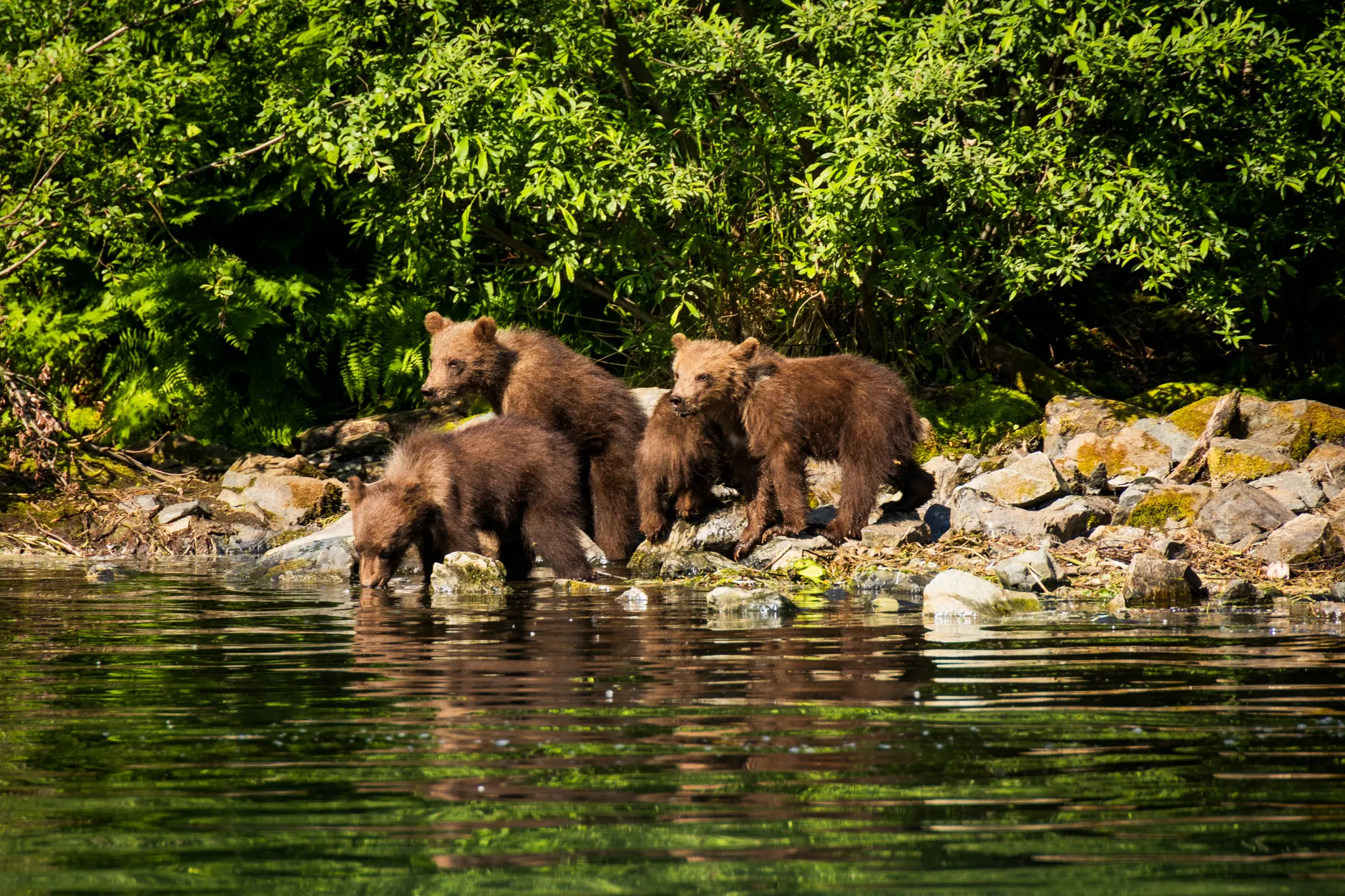 Bear euthanized after attacking hiker near Whistler in Callaghan Conservancy