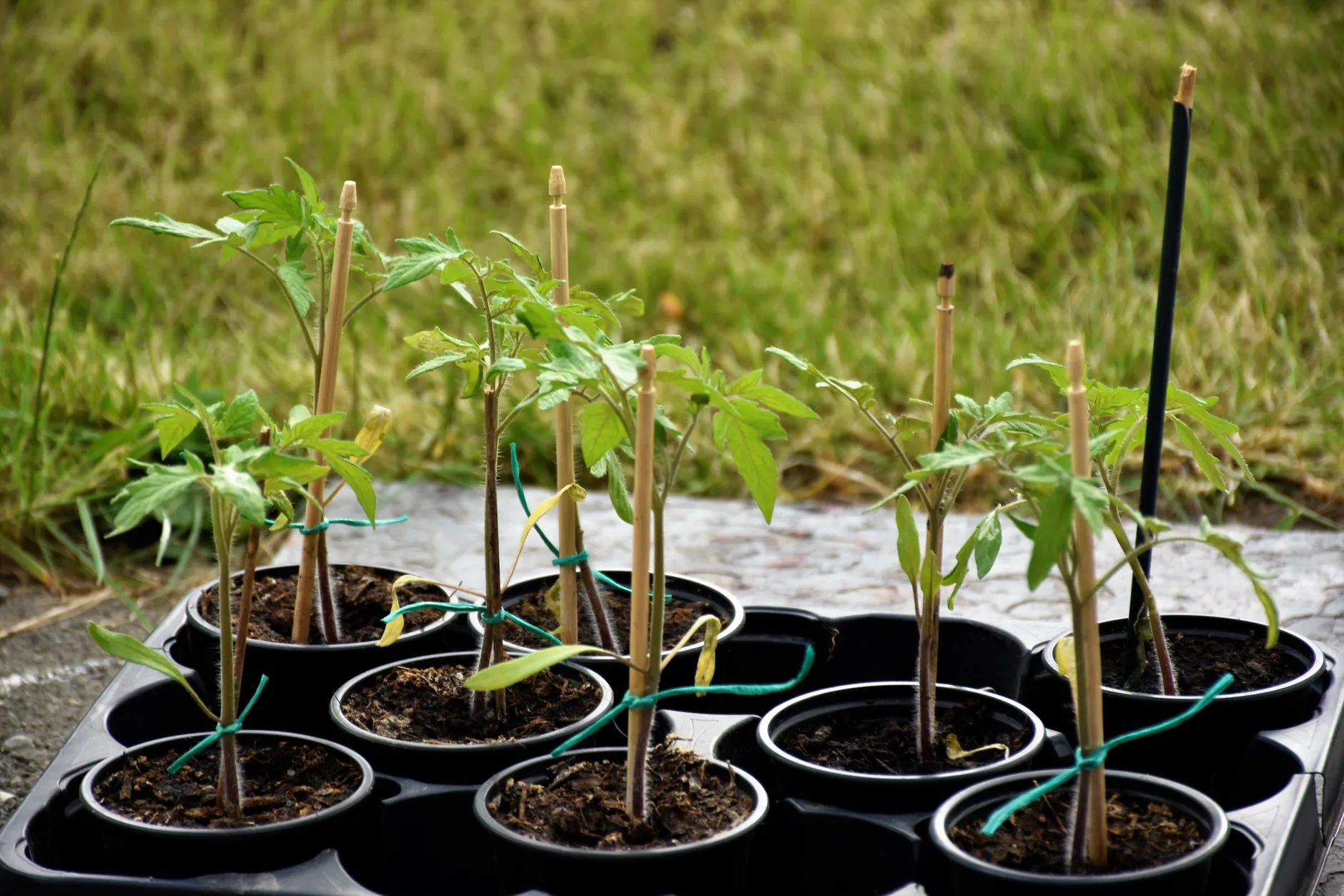 180,000 trees to be planted across Calgary this year