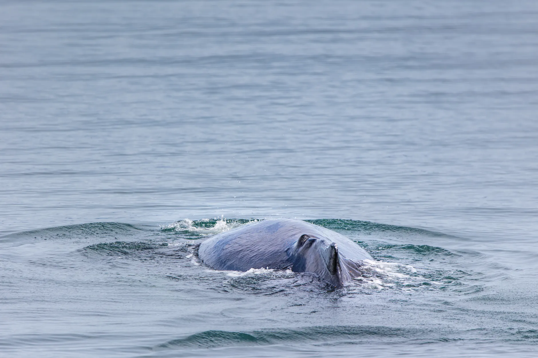 Fin whale, Earth's second-largest species, spotted off Vancouver Island west of Sooke