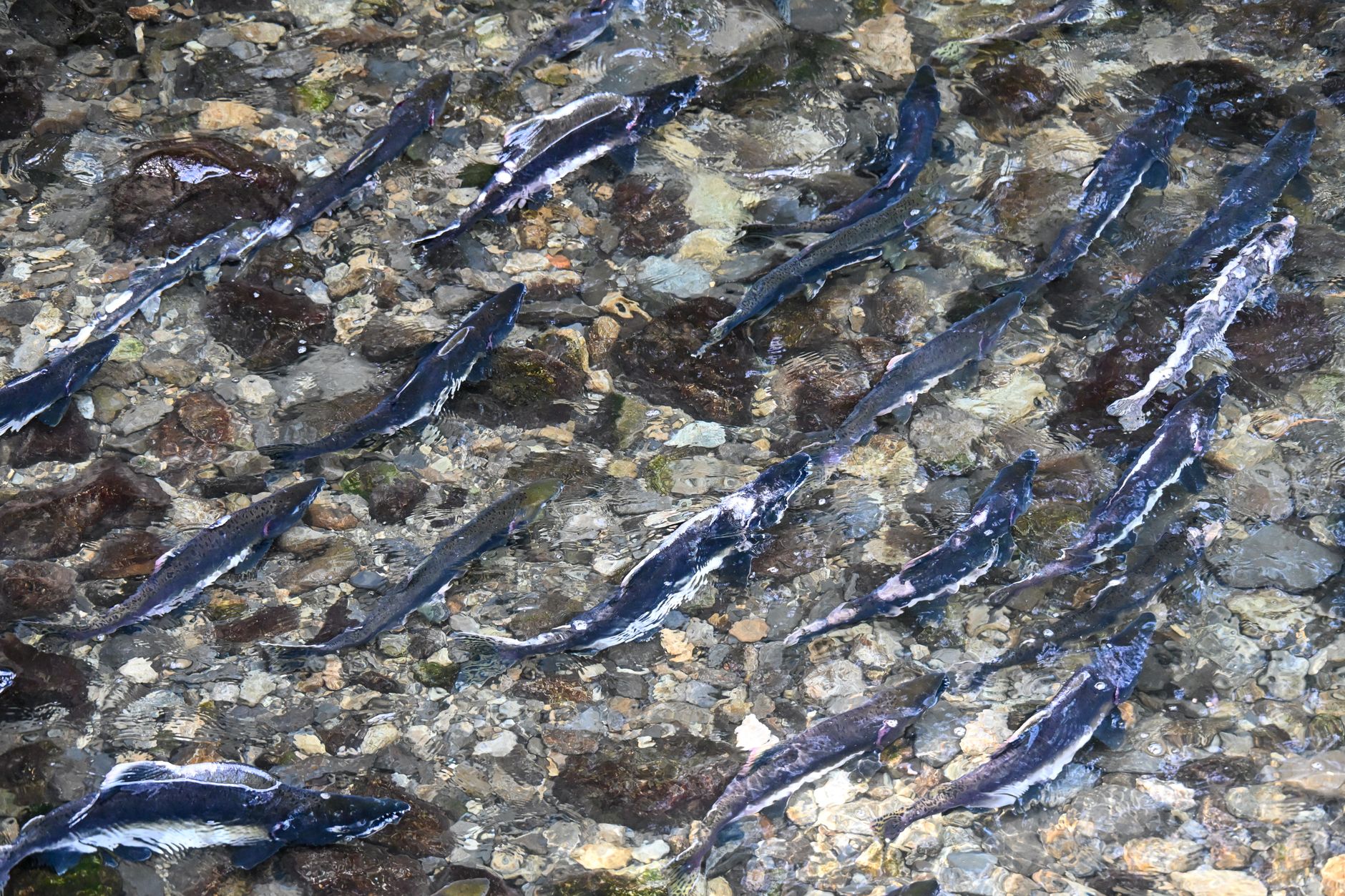 Chinook salmon going blind as Salmon River runs dry; BC struggles with routine drought crises