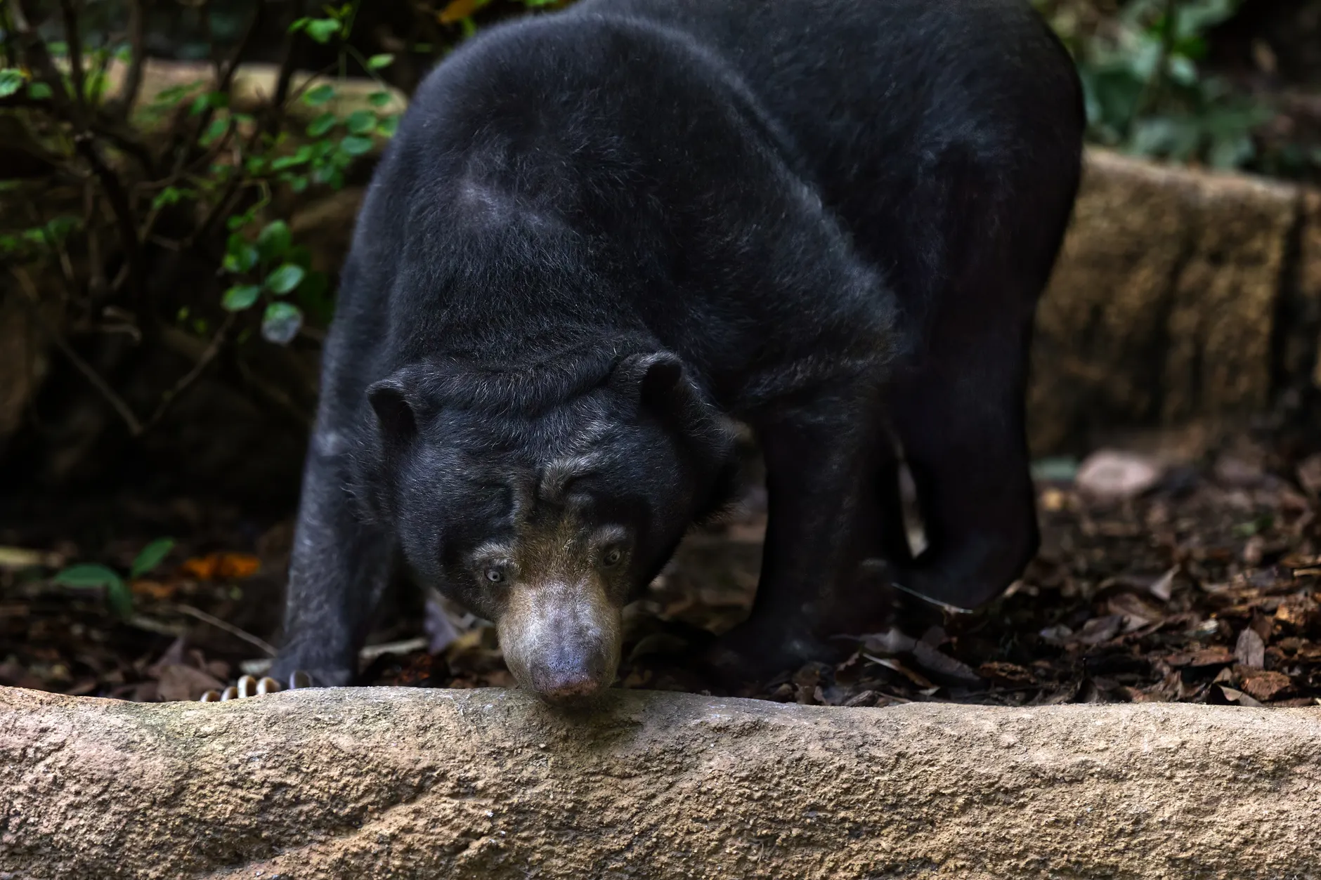 B.C. conservation warns bears are more active as fall approaches and natural food runs short