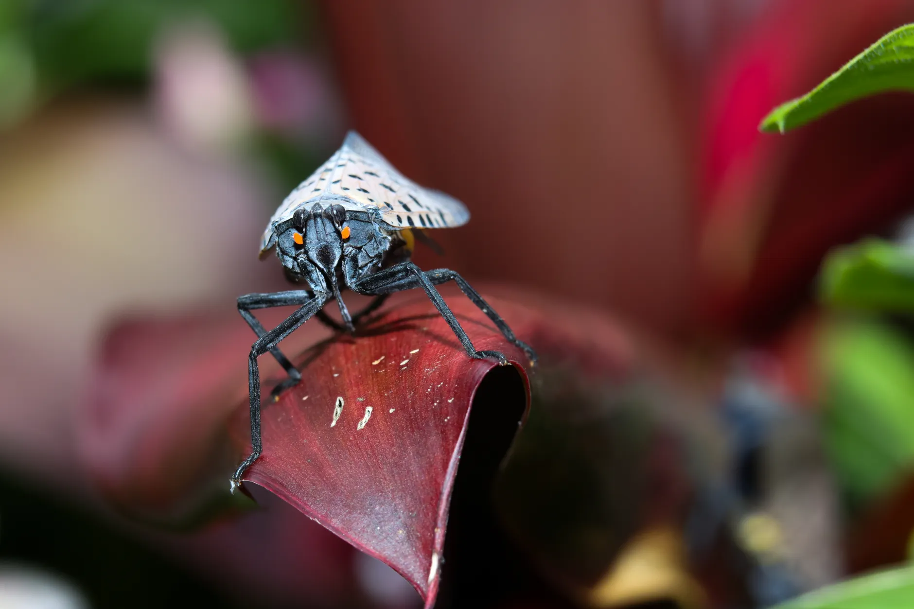 Spotted lanternfly detected in Windsor marks first confirmed sighting in Canada