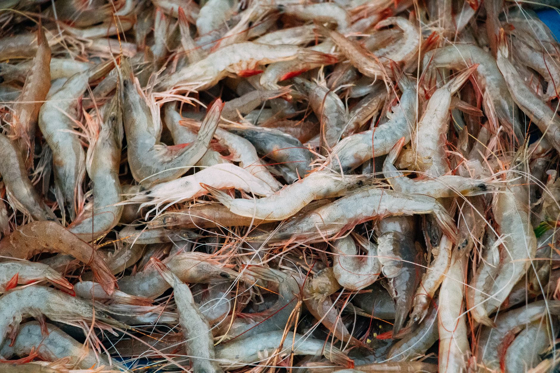 Recreational prawn fisher fined $5,000 for traps in glass sponge reef