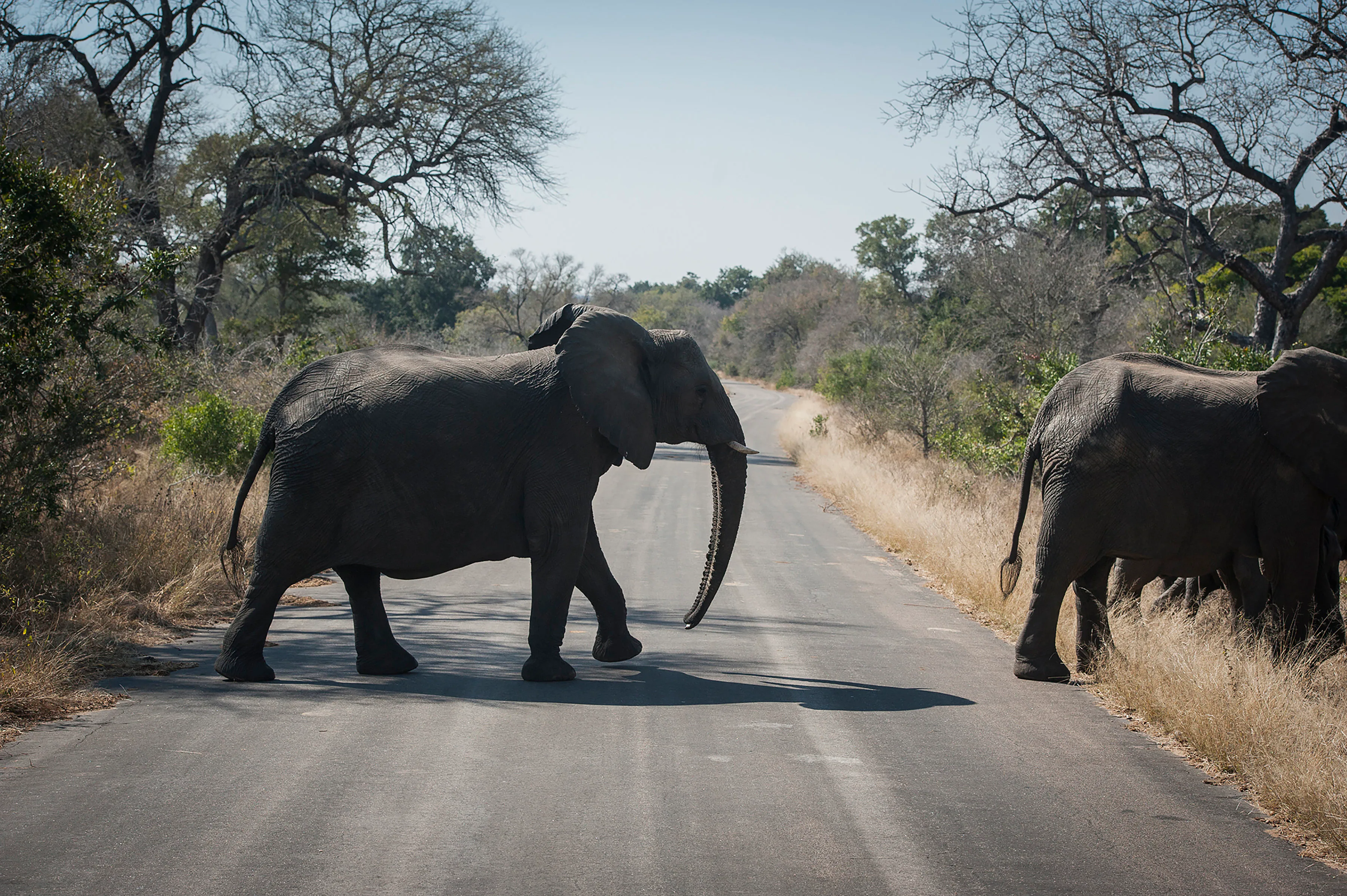 Canadian killed in accidental shooting at South African wildlife park