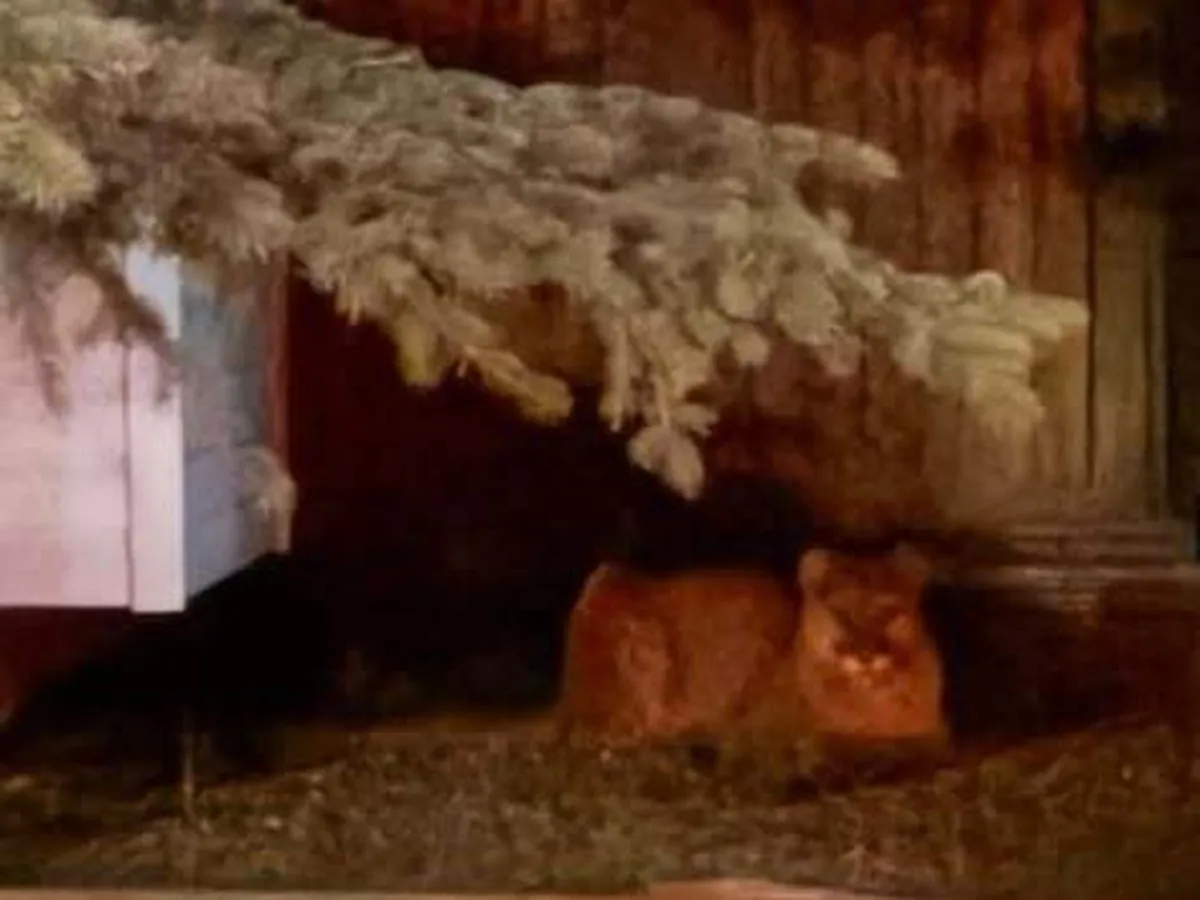 Cougar spotted in Rocky Ridge early Friday morning near homes