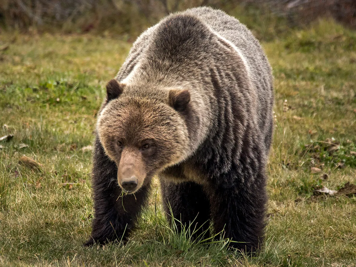 Two grizzlies illegally shot near Sundre as province hunts for suspect
