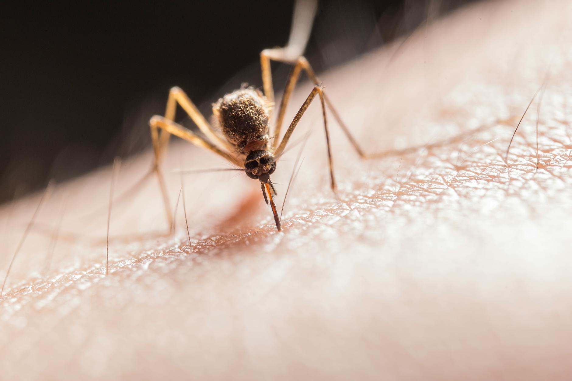Invasive mosquitoes carrying brain virus detected in B.C.
