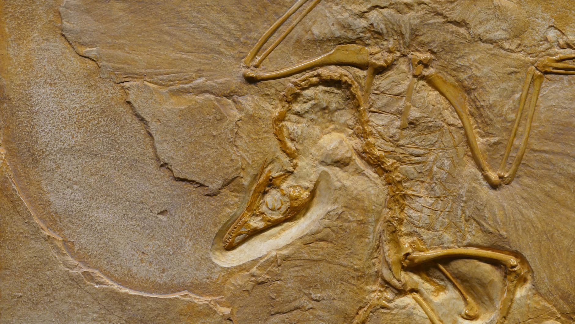 U of A paleontology students find first evidence of raptor feeding on tyrannosaur