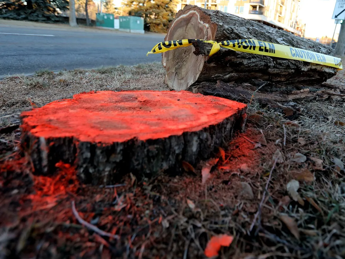 Dutch elm disease confirmed in two more Edmonton neighbourhoods; total reaches nine