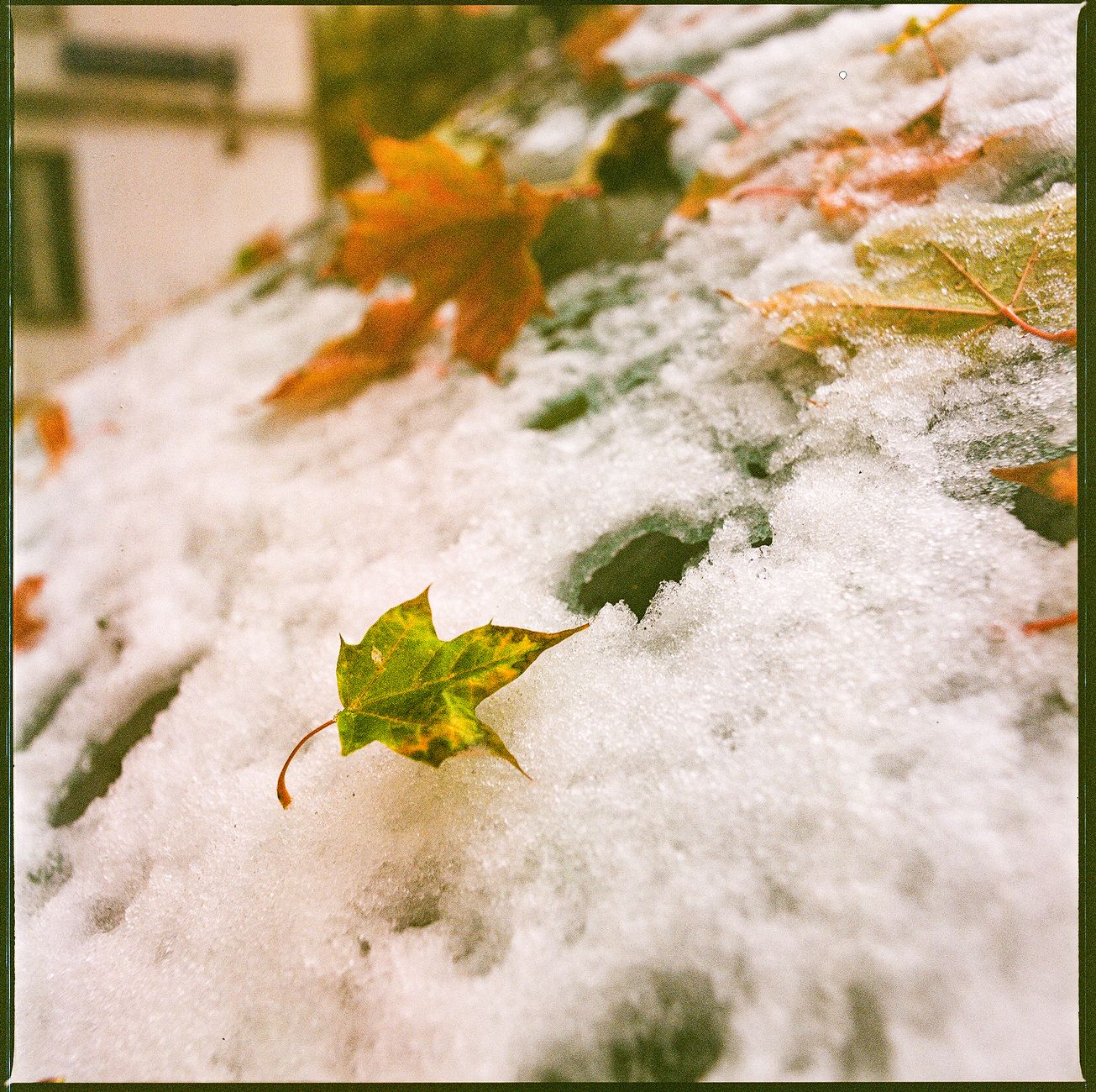 First snow possible October 11–17, Old Farmer's Almanac forecasts for Southern Quebec