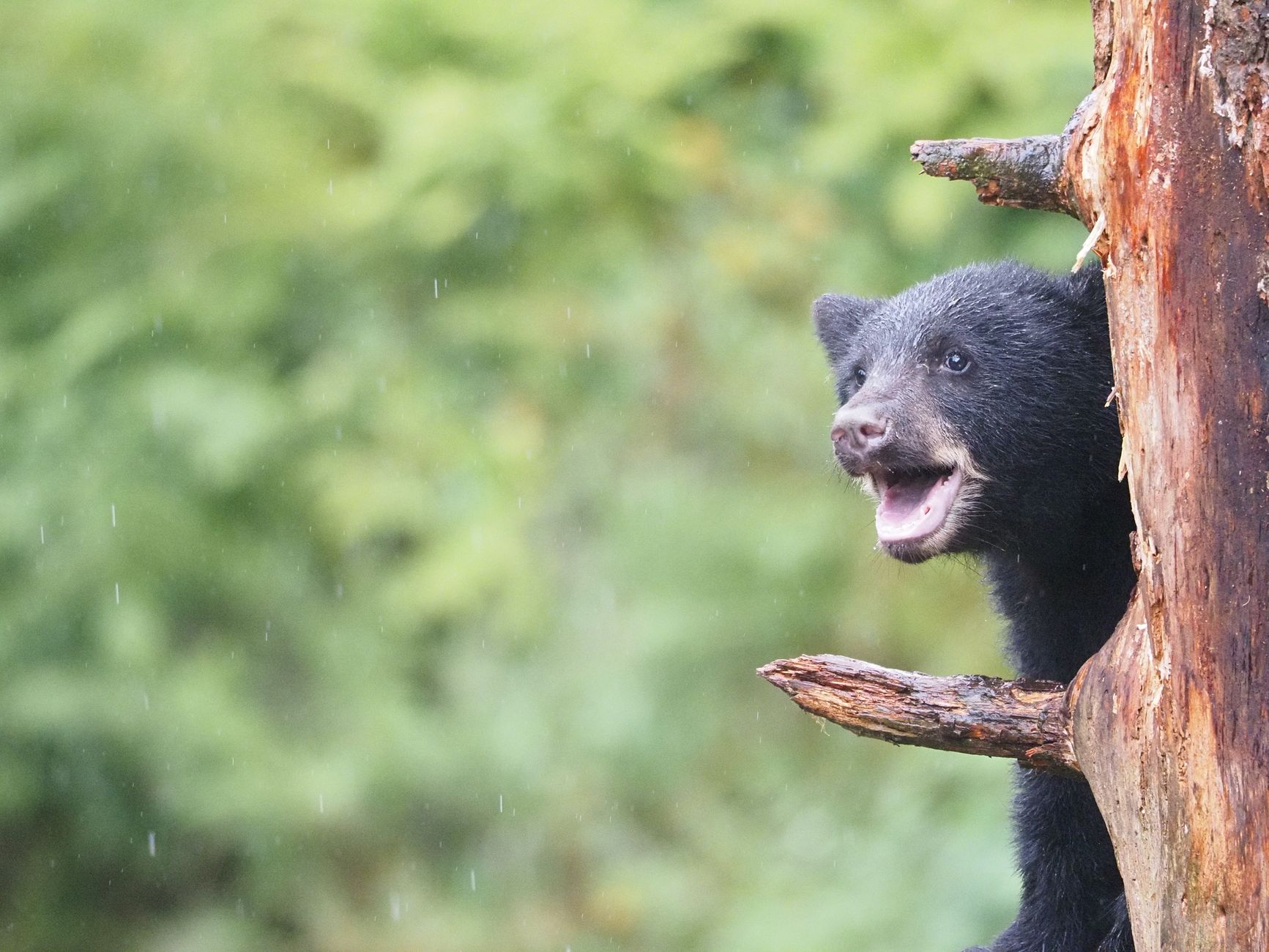 North Shore bears venturing deeper into neighbourhoods as they pack on calories before hibernation