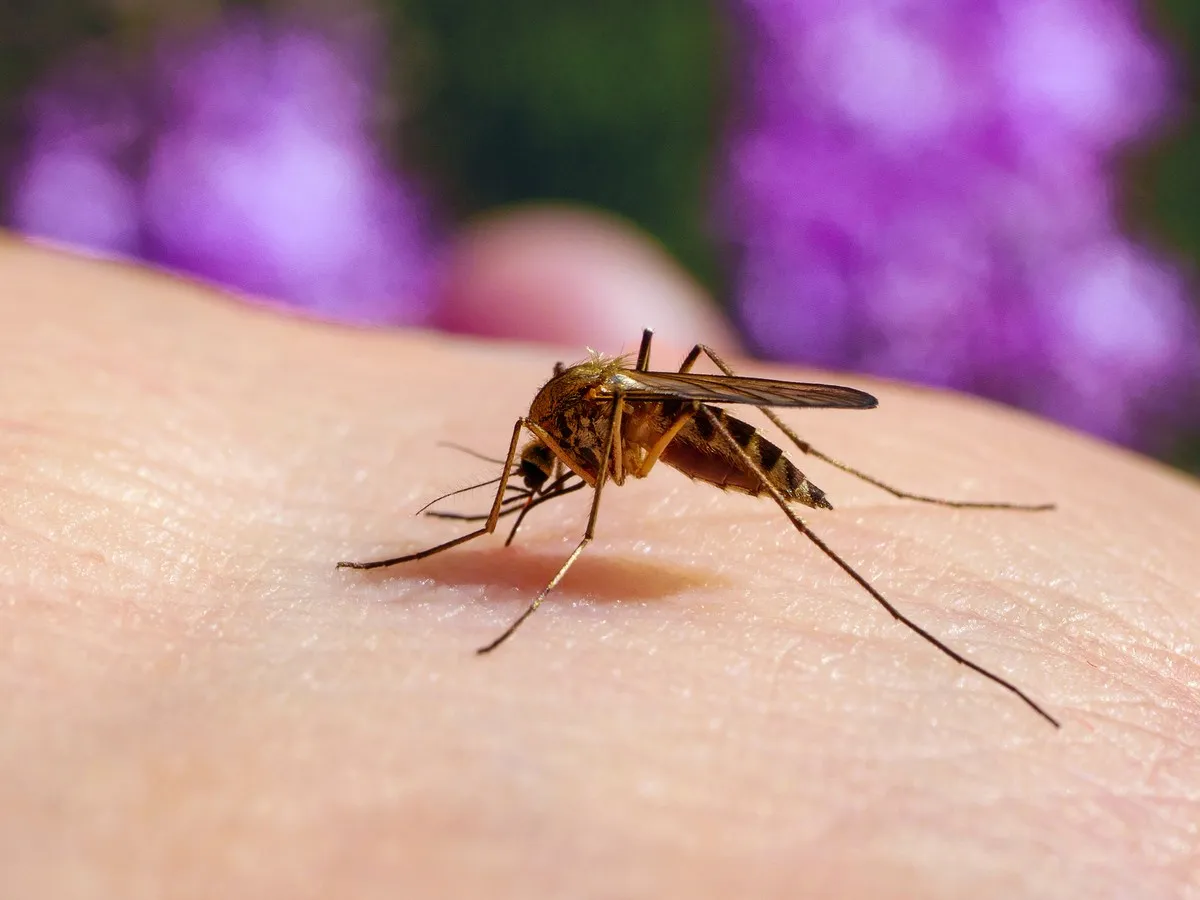 Major rainfall brings West Nile virus warning to Alberta
