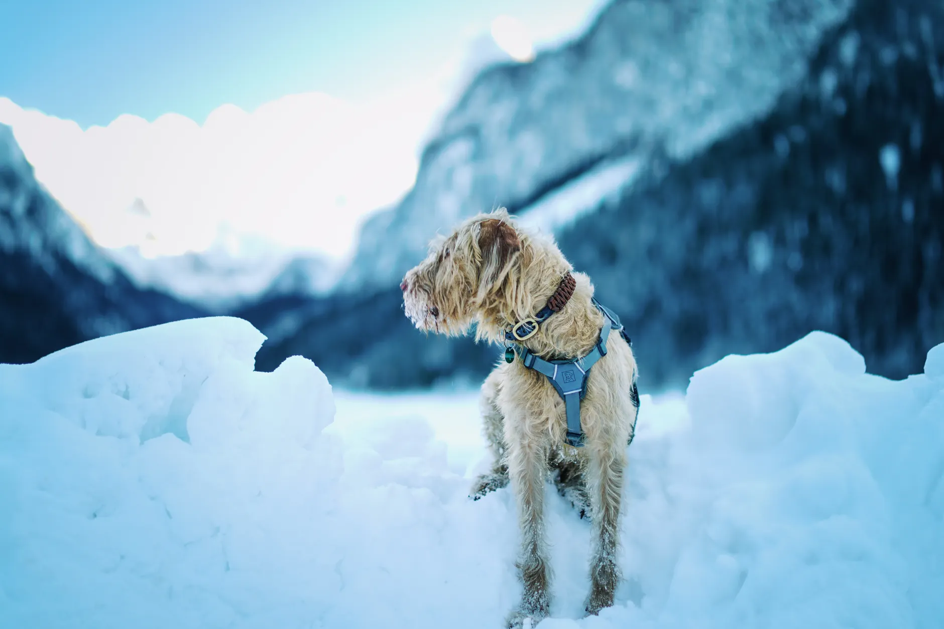 Parks Canada investigating Banff superintendent for off-leash dog on Tunnel Mountain trail