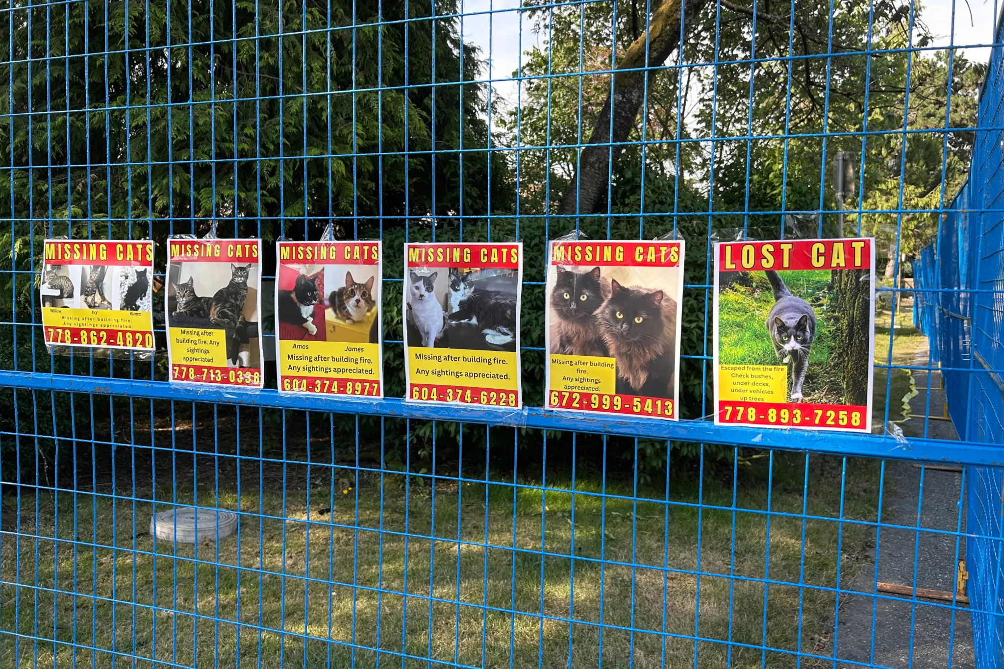 New Westminster continues search for displaced cats after July 11 apartment fire