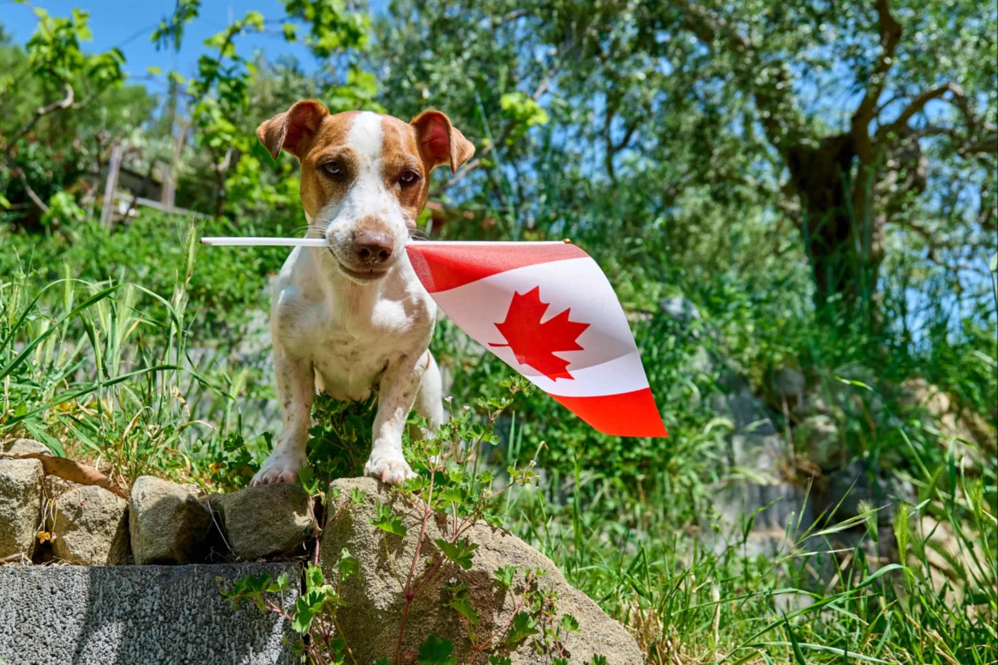Canada Day celebrations across Calgary and the Foothills