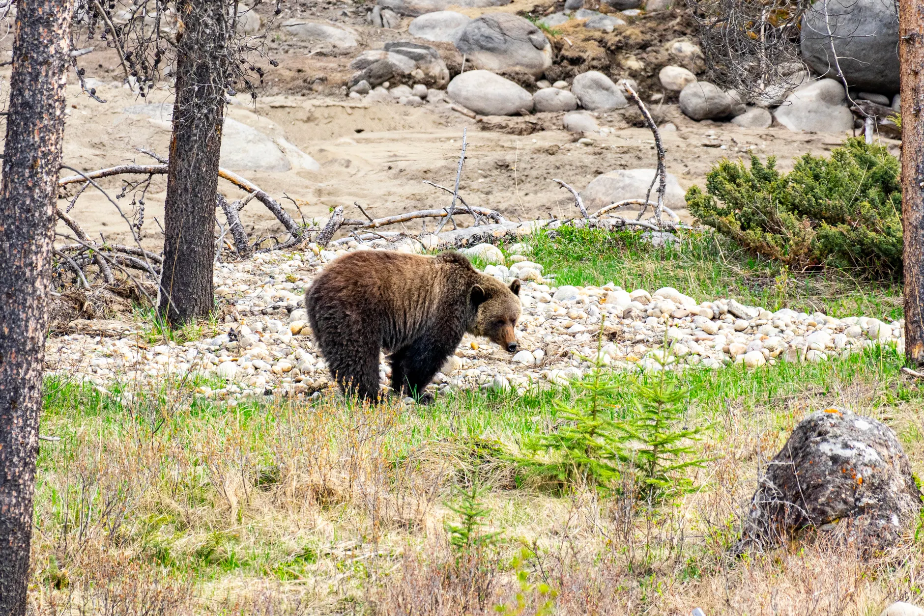Alberta grizzly bear killings spike to record high under provincial wildlife program