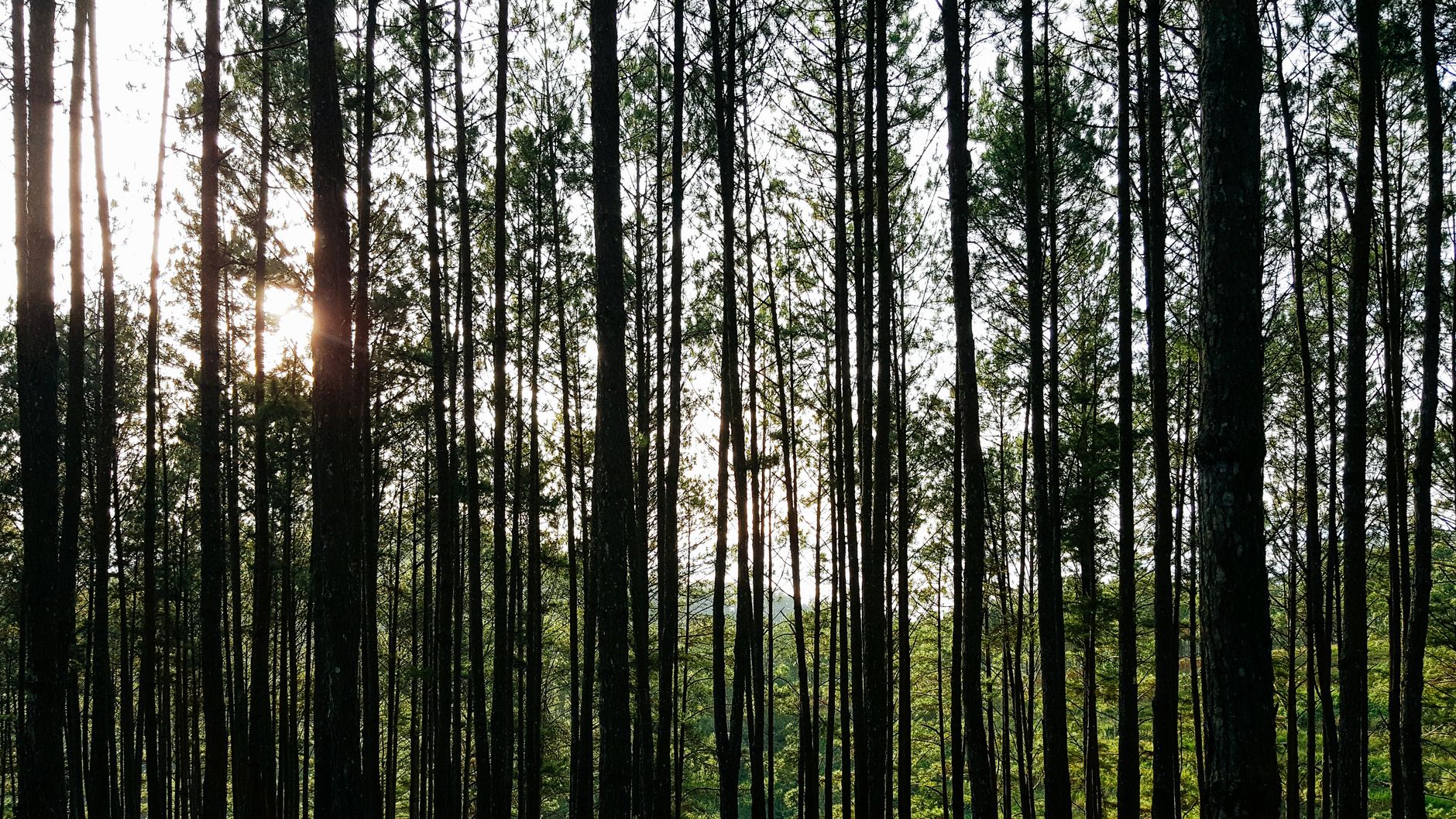 Trade deal paused tariffs on Canada, but B.C. forest sector outlook remains unclear