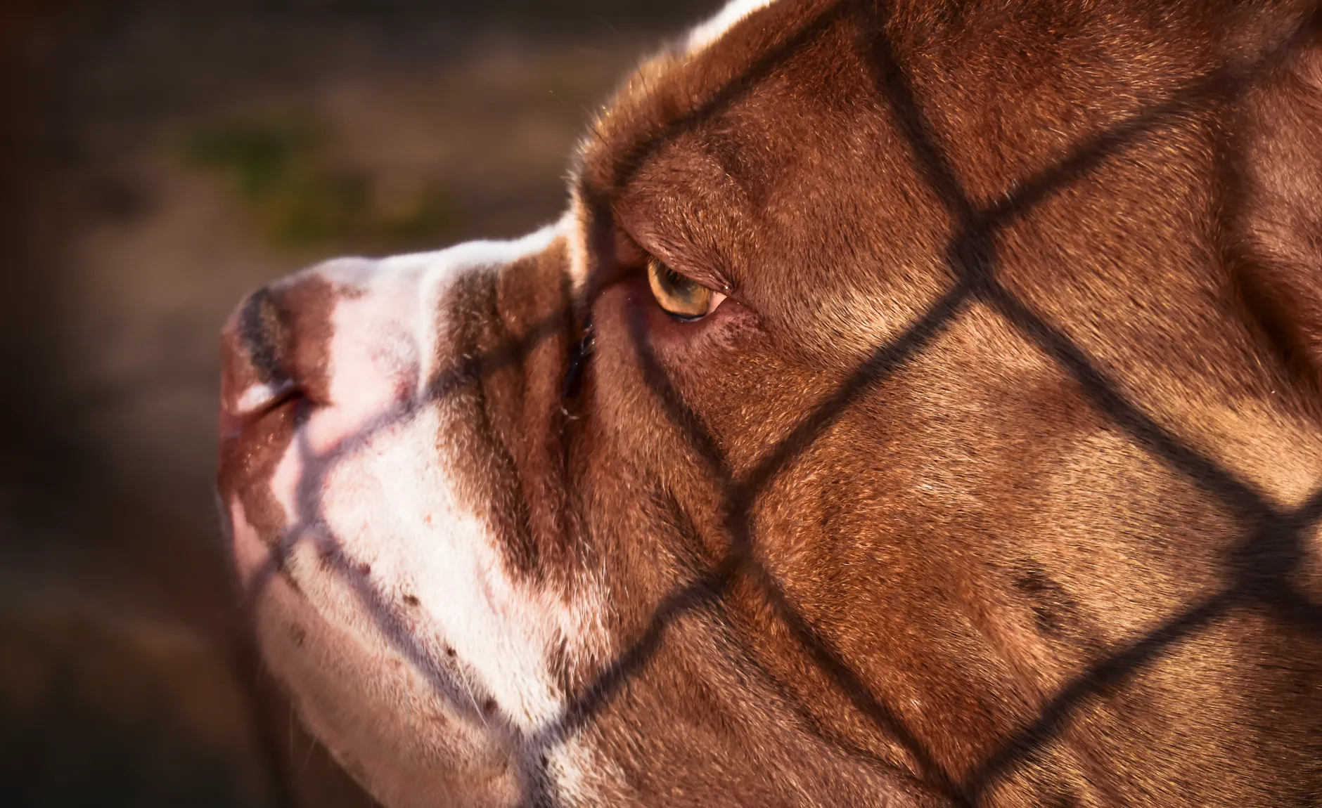 Crown seeks 5 years for dog owner convicted in 11-year-old's death
