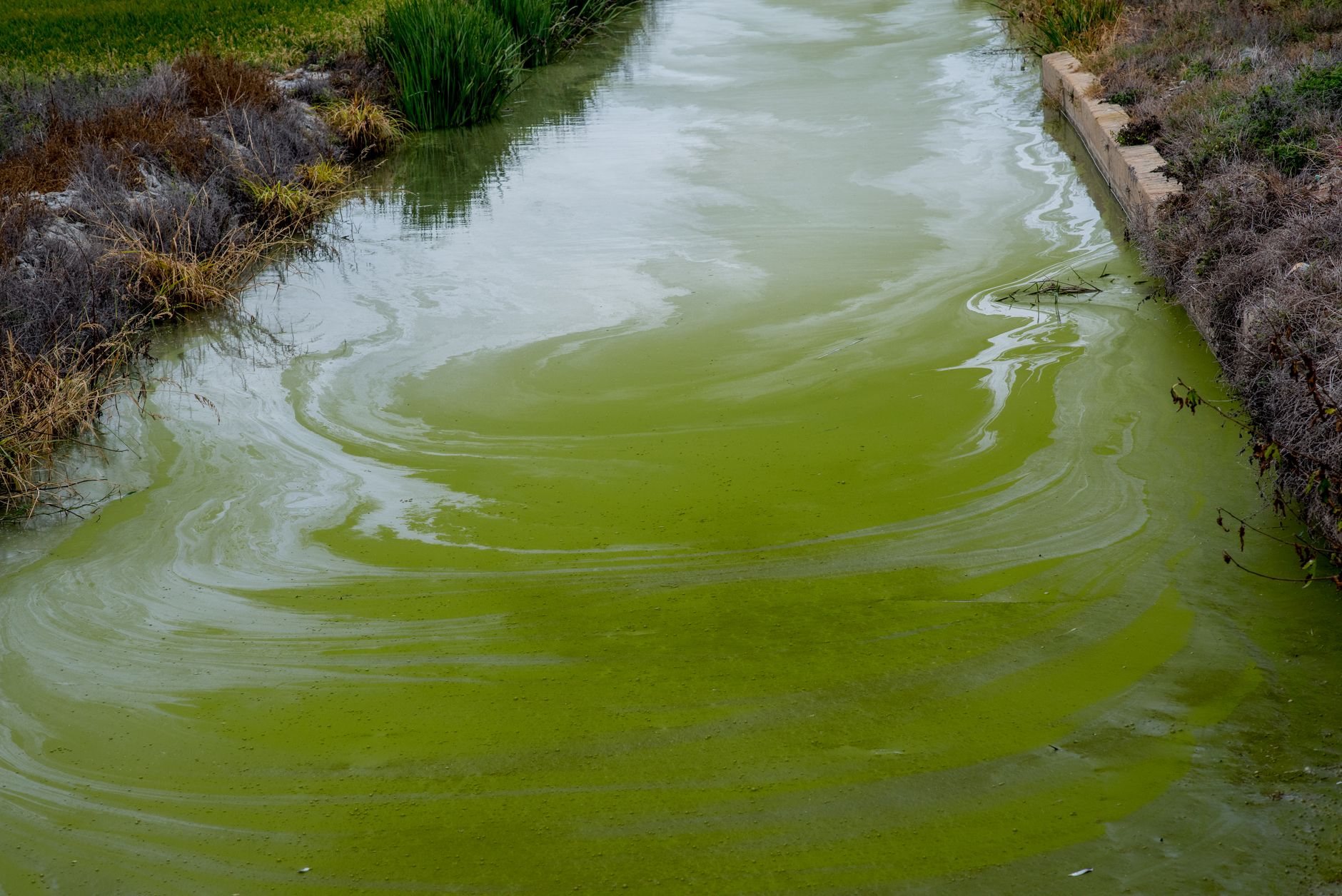 Toxic algae blooms across Alberta now tracked online via satellite imagery