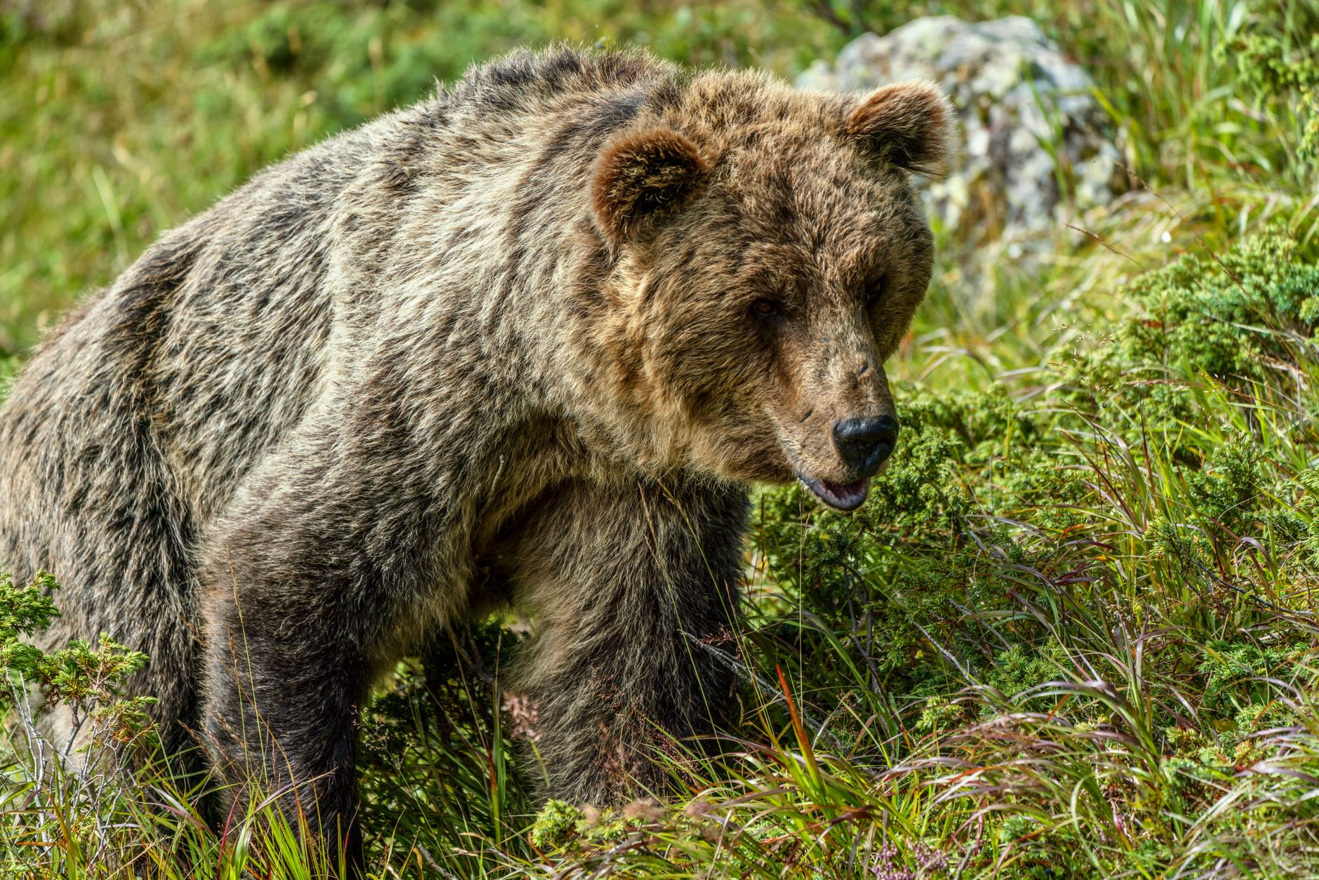One-year-old grizzly bear Fitz escapes Calgary Zoo enclosure, safely returned