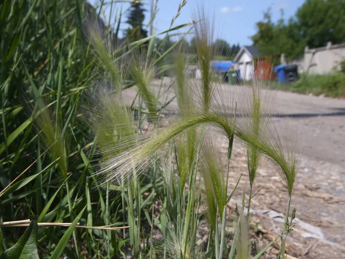 City council to vote this month on removing $500 foxtail barley fines