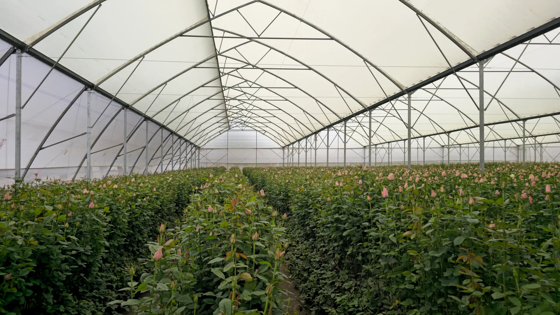 North York flower farm loses $10,000 in crops to last week's storm