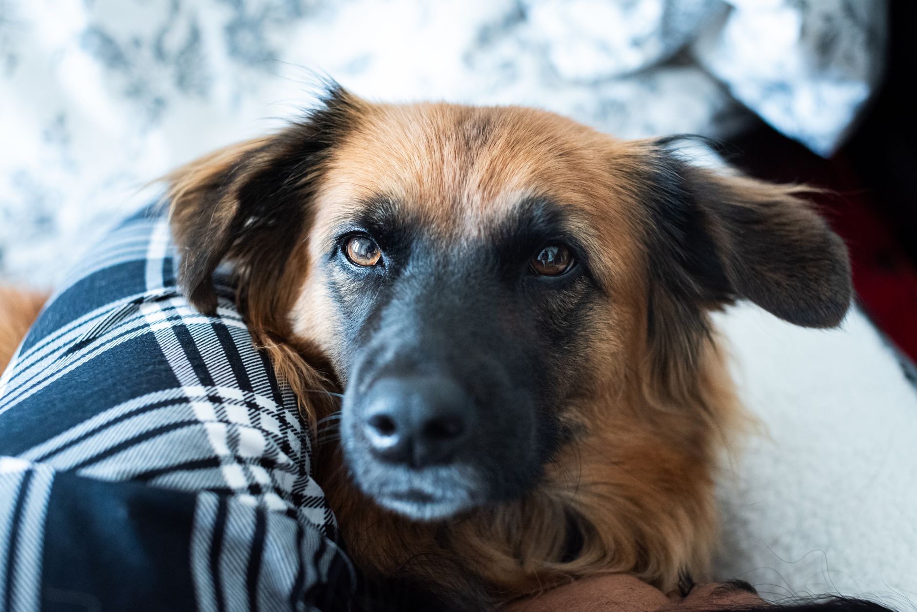 Person and dog rescued from Roncesvalles house fire Monday afternoon
