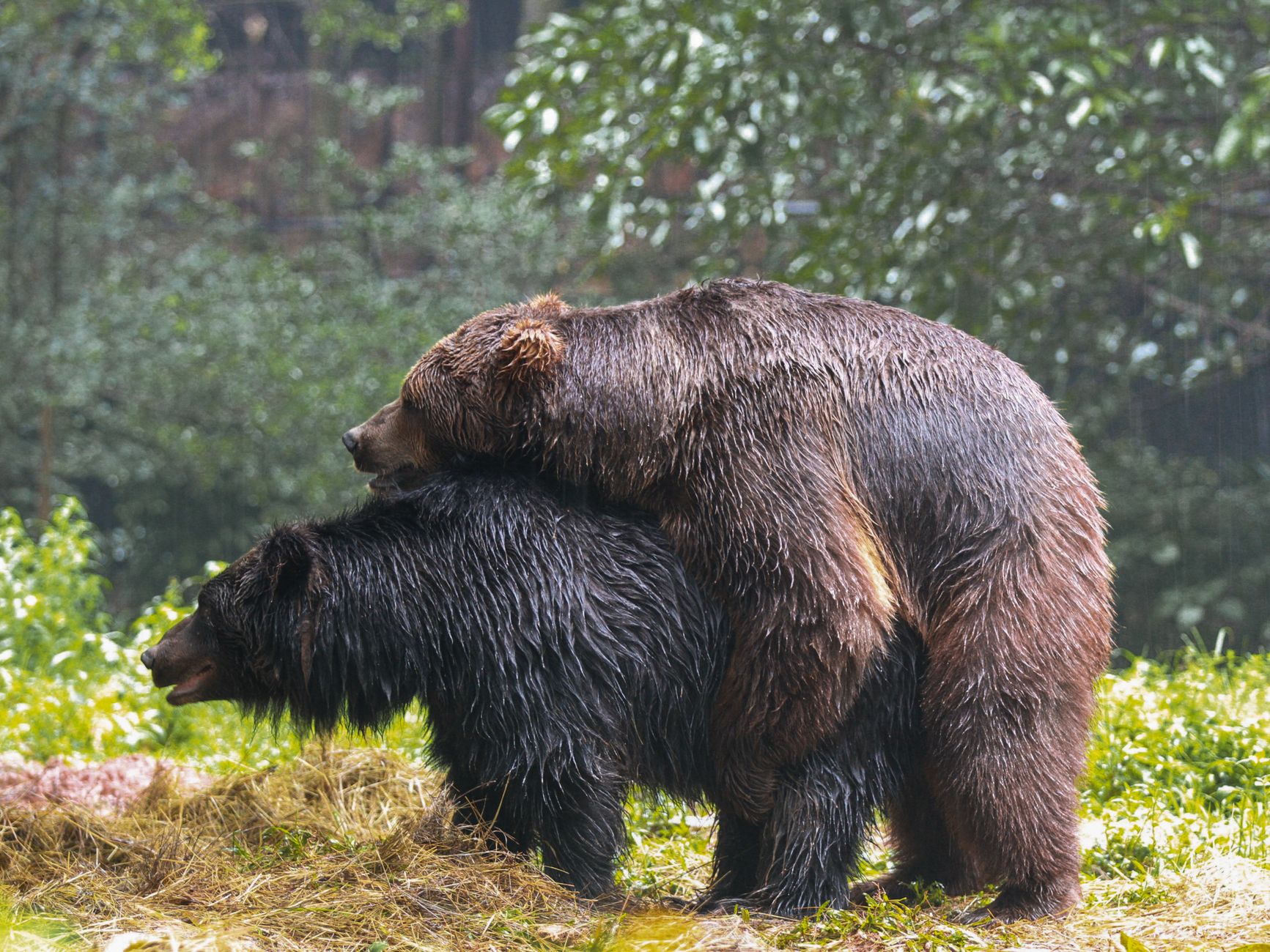 Black bear captured in Diamond Valley after weeks raiding garbage and composts