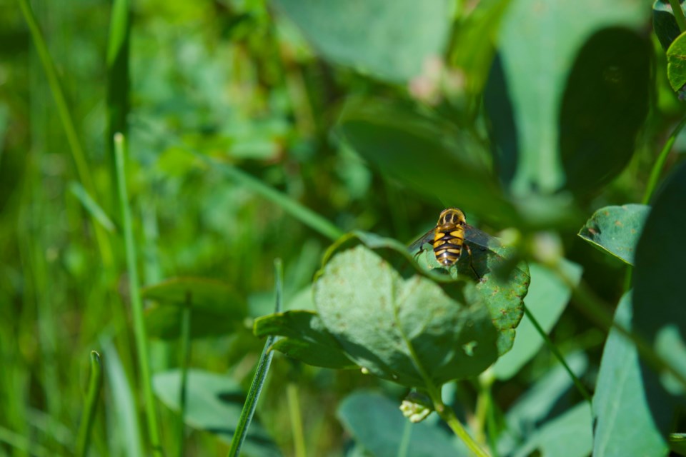 Airdrie marks Pollinator Week with workshops, film, and native plant tips